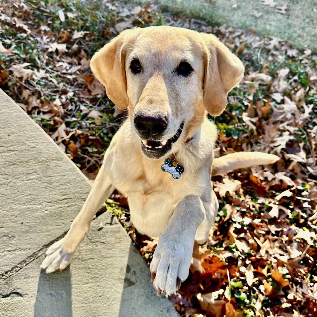 Enlarge Ellie, a Adoptable mixed breed in New Castle, CO image 2/6