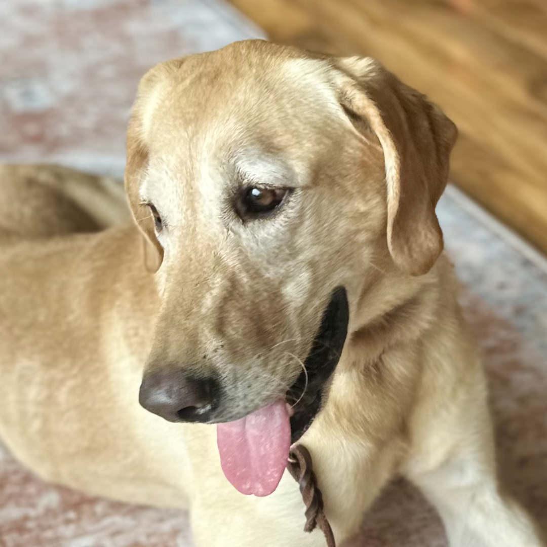 Enlarge Ellie, a Adoptable mixed breed in New Castle, CO image 1/6