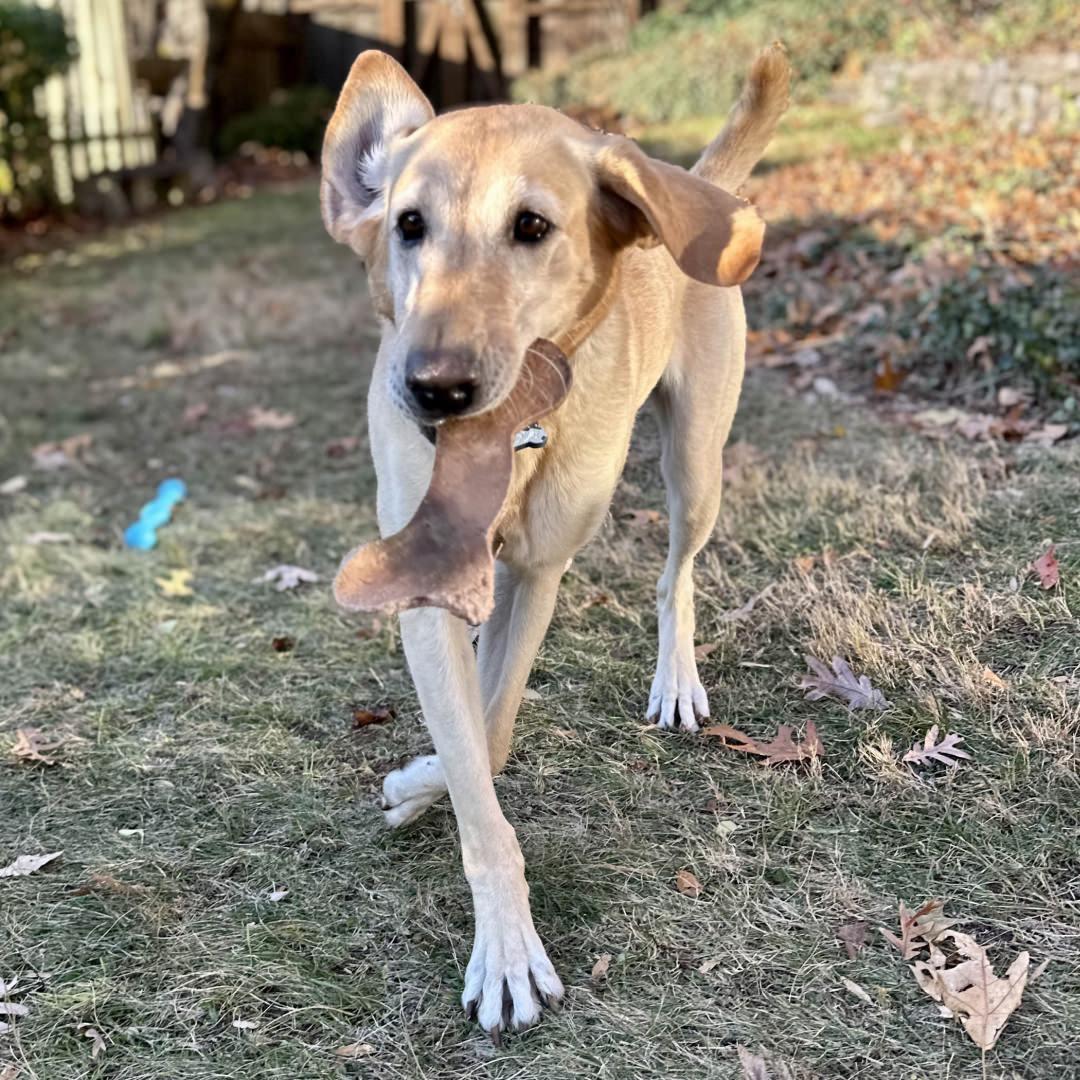 Enlarge Ellie, a Adoptable mixed breed in New Castle, CO image 3/6
