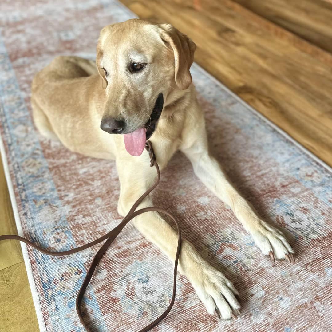 Enlarge Ellie, a Adoptable mixed breed in New Castle, CO image 5/6