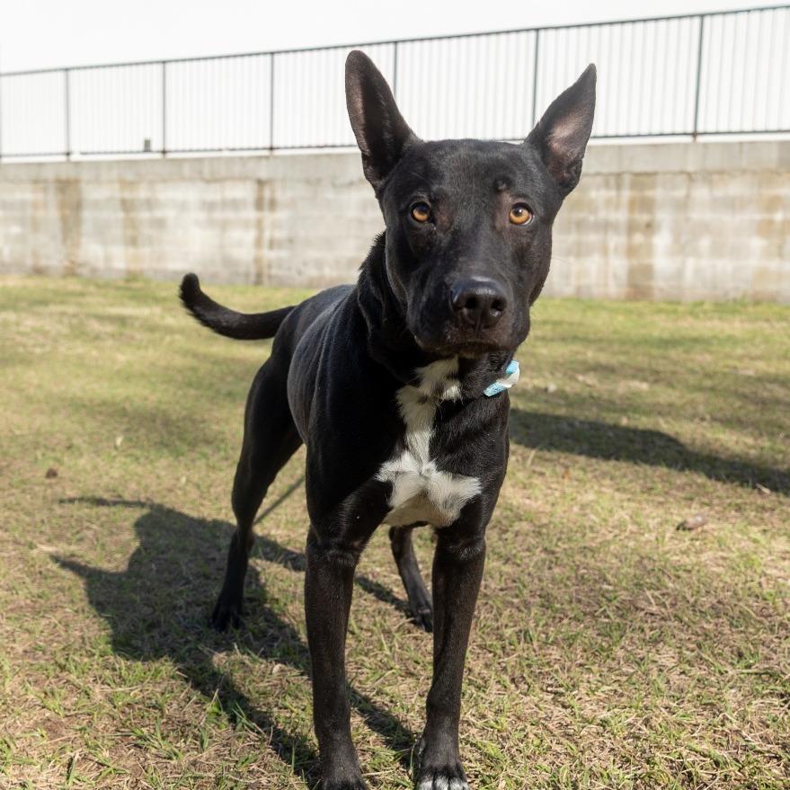Sweet Prince, Adoptable, Adult Male Mixed Breed.