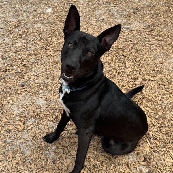 Enlarge Sweet Prince, a Adoptable Mixed Breed in Jacksonville, FL image 2/5