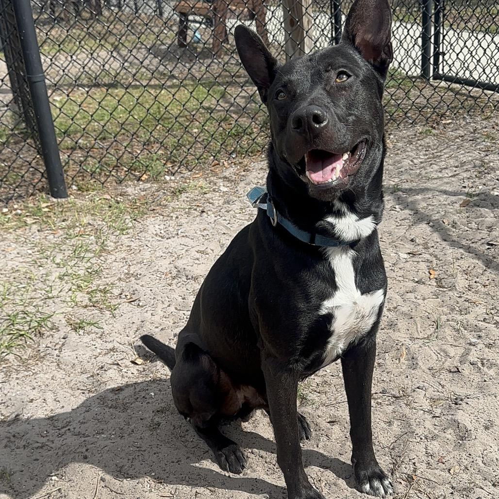 Enlarge Sweet Prince, a Adoptable Mixed Breed in Jacksonville, FL image 3/5