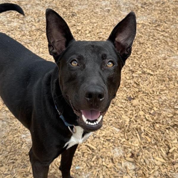 Enlarge Sweet Prince, a Adoptable Mixed Breed in Jacksonville, FL image 4/5