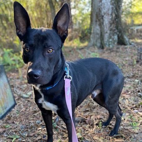 Enlarge Sweet Prince, a Adoptable Mixed Breed in Jacksonville, FL image 5/5