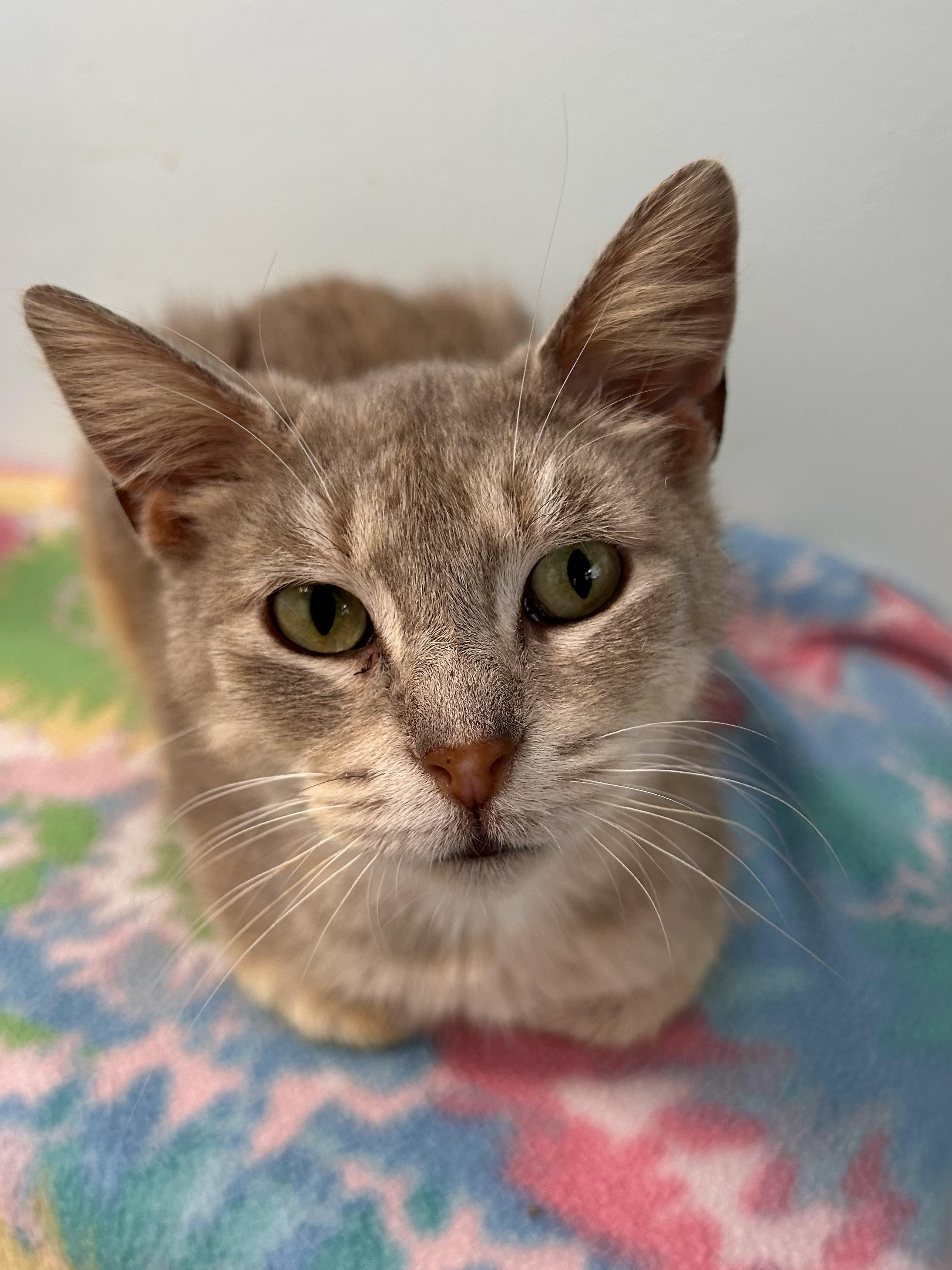 Enlarge Sierra, an adoptable Dilute Tortoiseshell in Grand Rapids, MI image 2/6