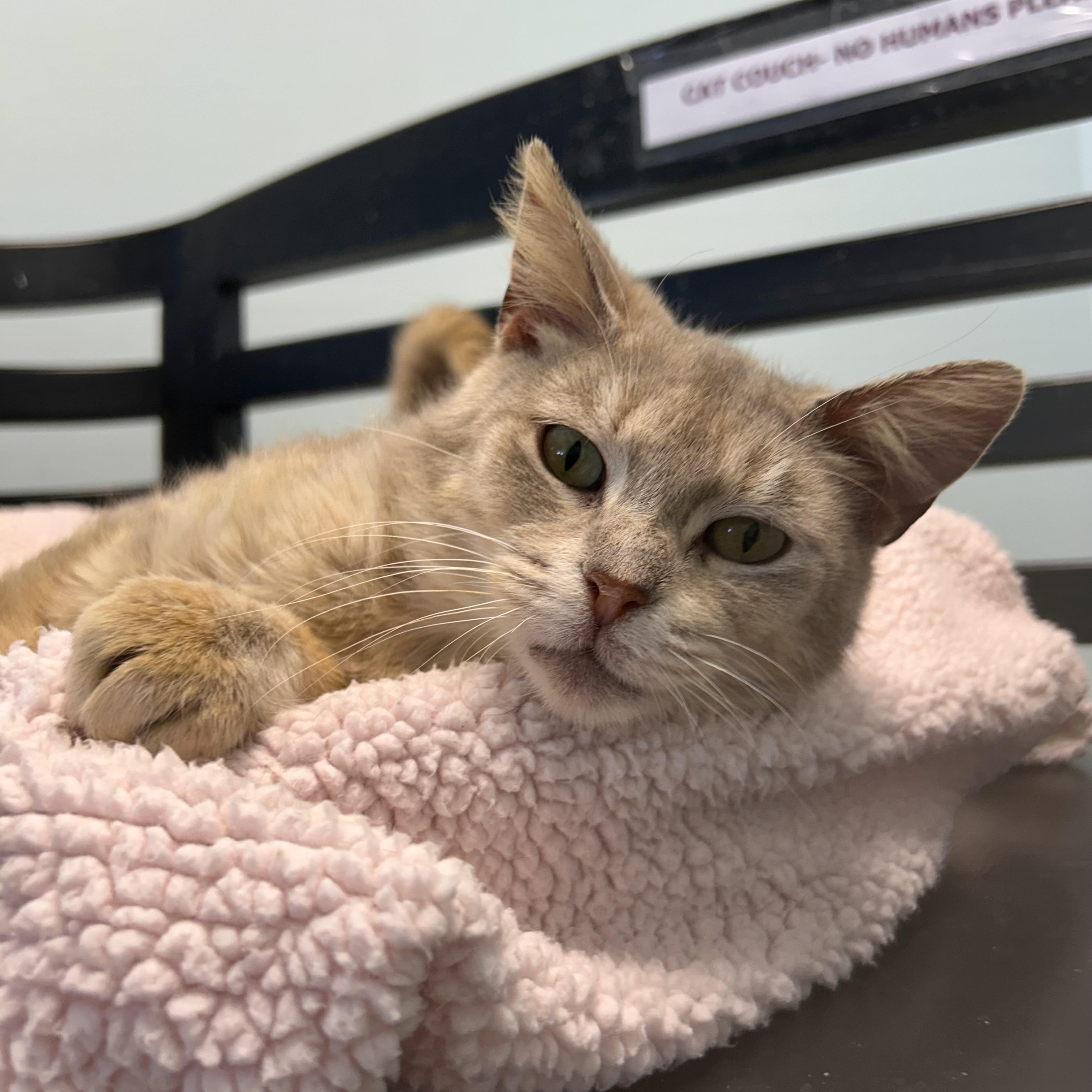 Enlarge Sierra, an adoptable Dilute Tortoiseshell in Grand Rapids, MI image 3/6