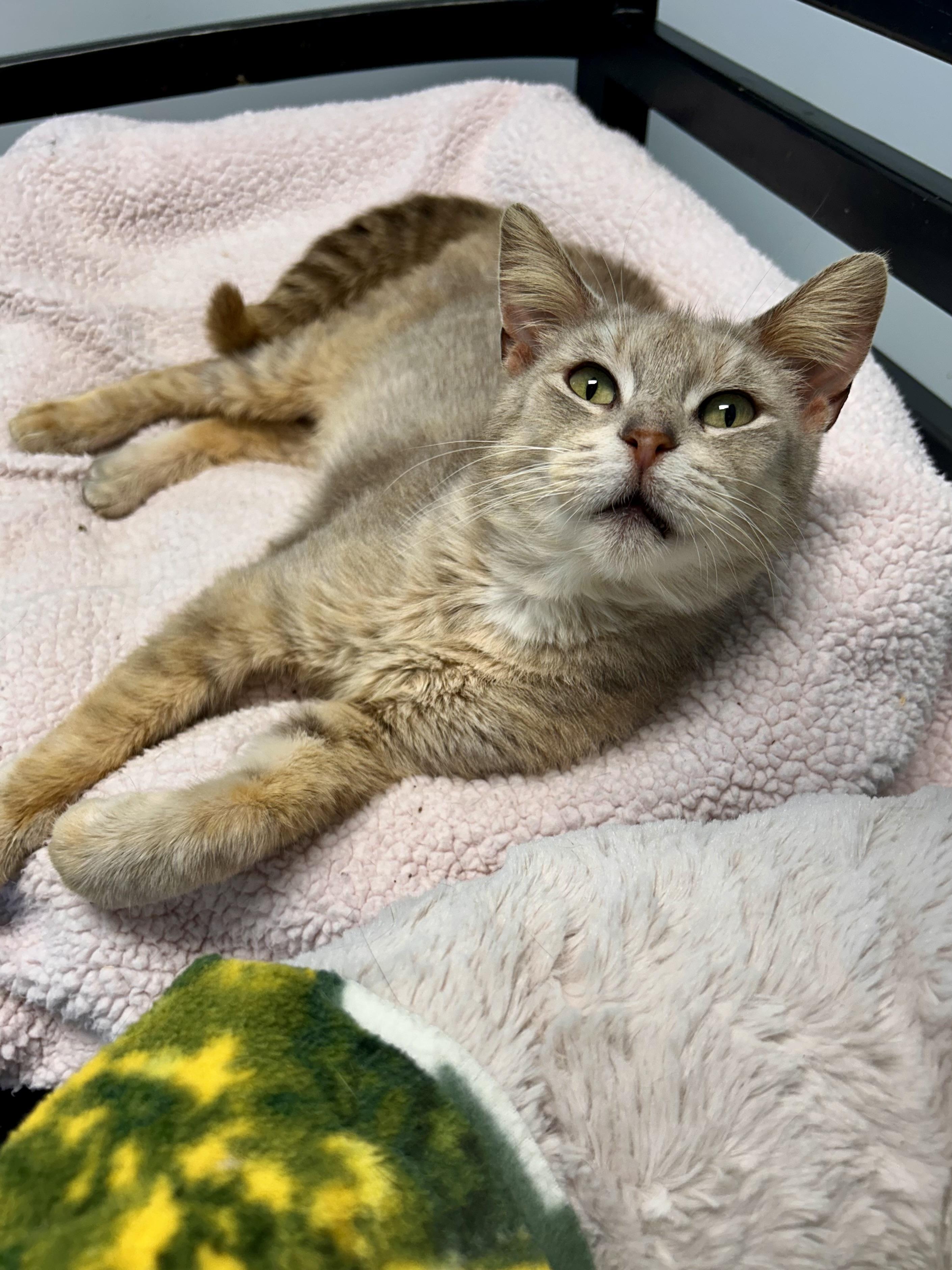 Enlarge Sierra, an adoptable Dilute Tortoiseshell in Grand Rapids, MI image 6/6