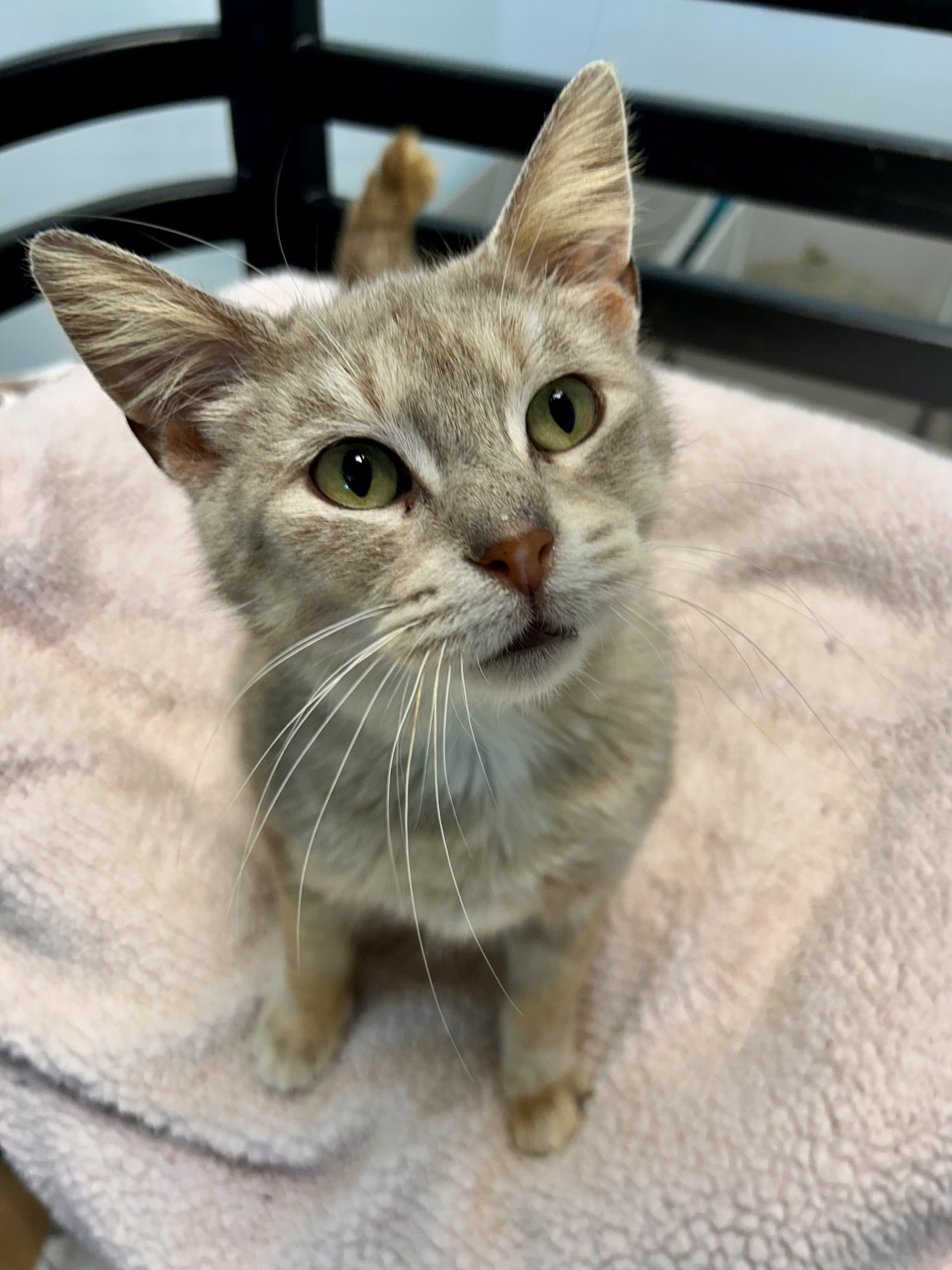 Sierra, adoptable, Young Female Dilute Tortoiseshell.