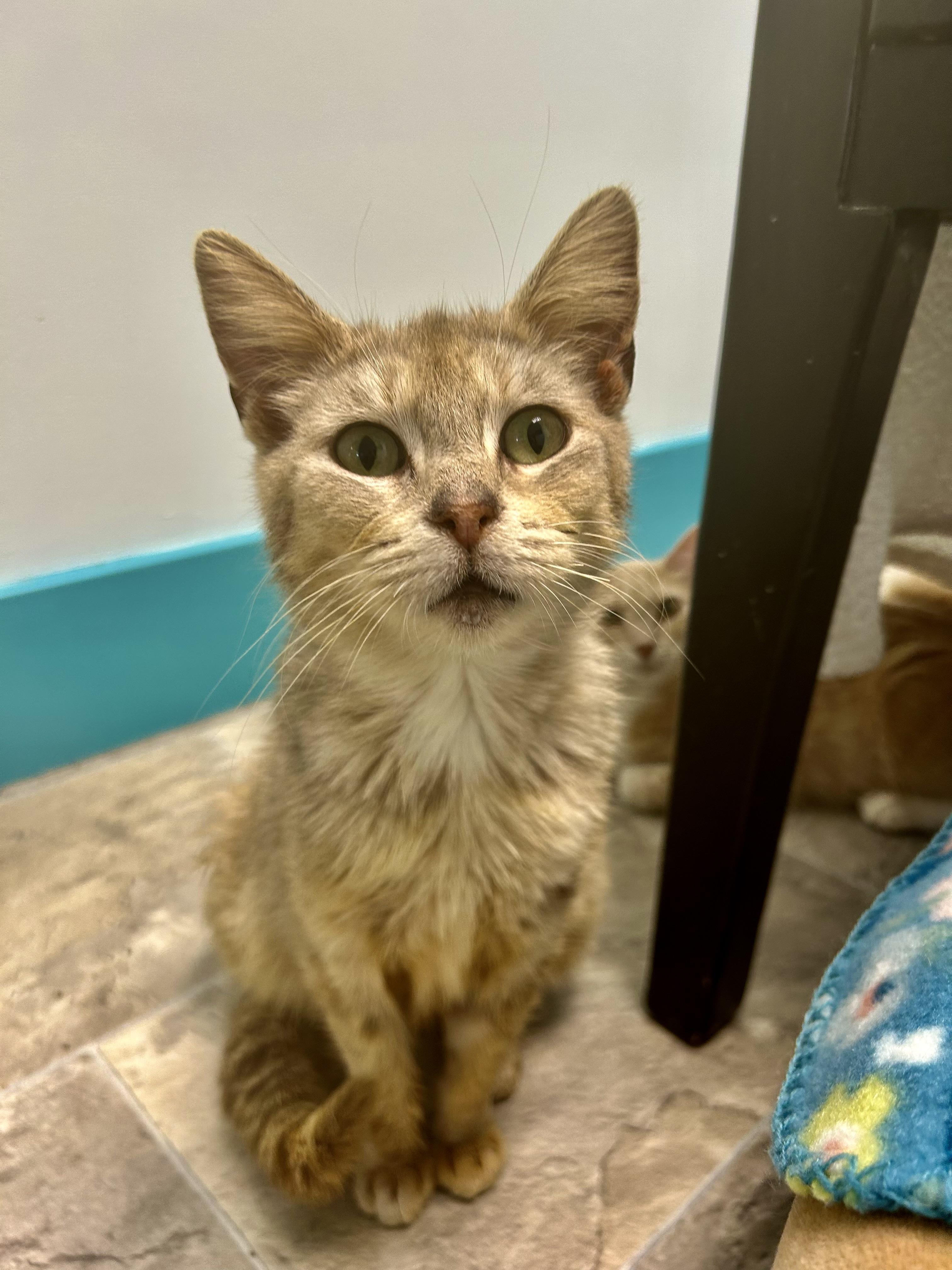 Enlarge Sierra, an adoptable Dilute Tortoiseshell in Grand Rapids, MI image 4/6