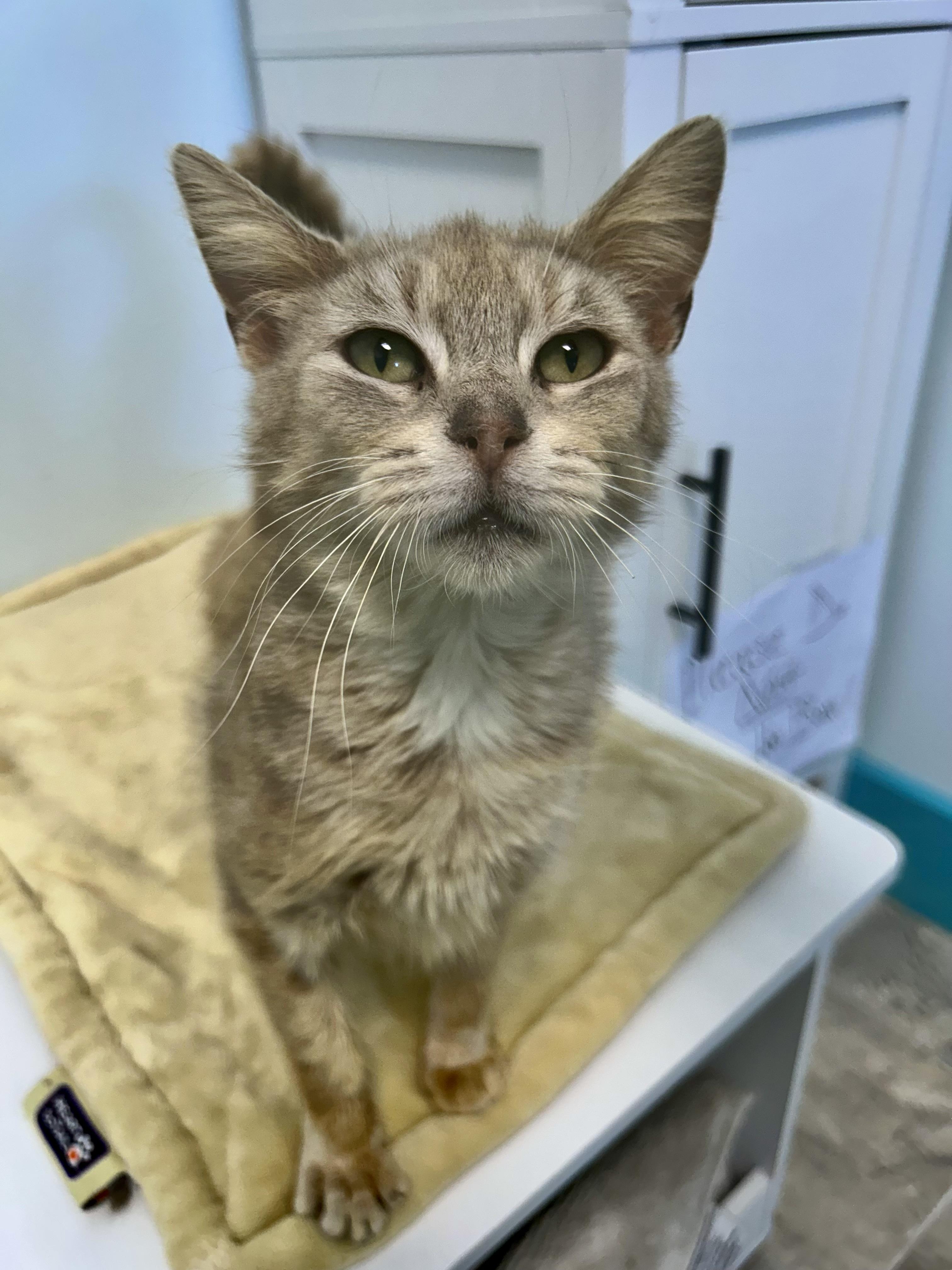 Enlarge Sierra, an adoptable Dilute Tortoiseshell in Grand Rapids, MI image 5/6