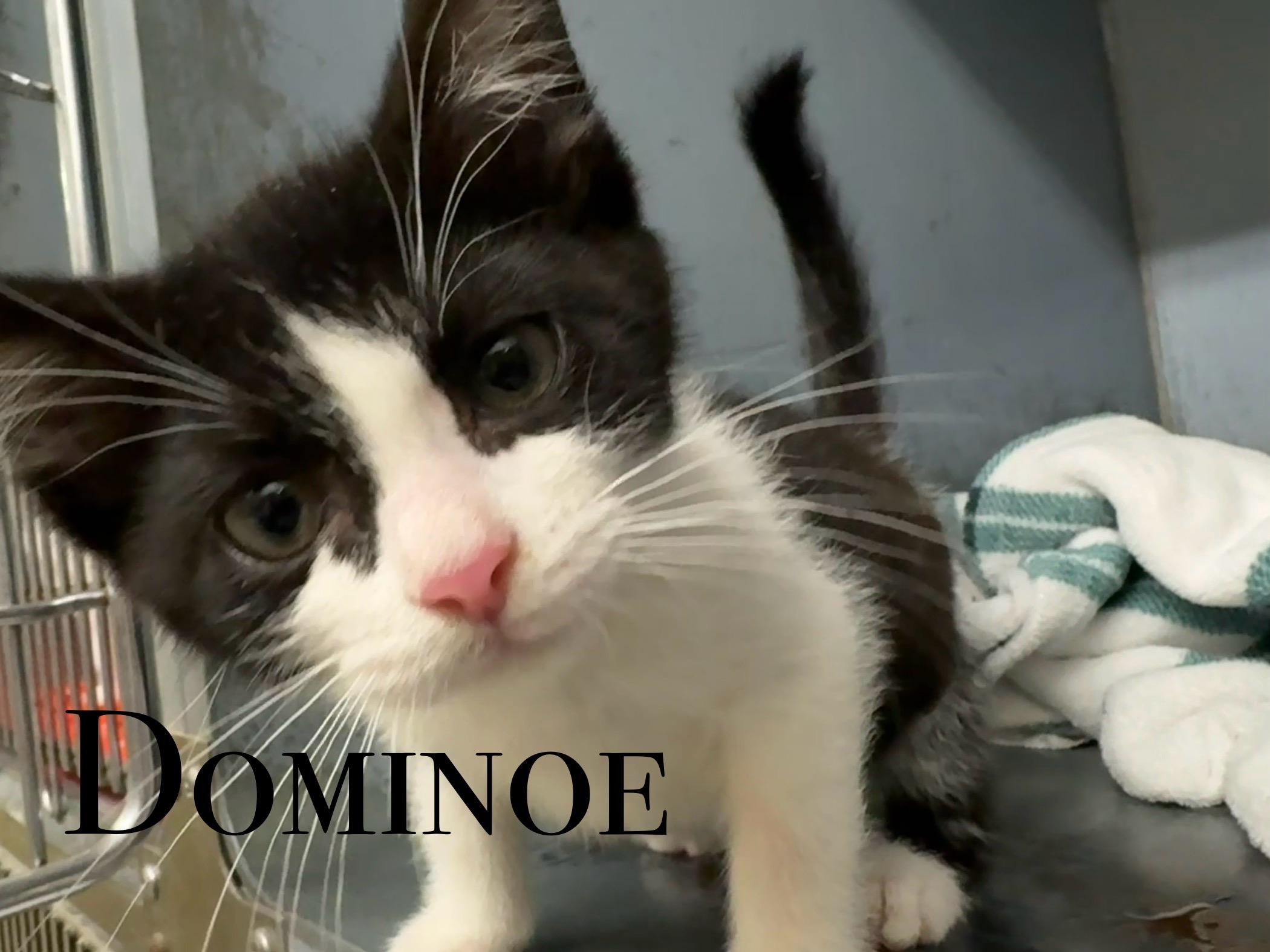 Domino, an adoptable Domestic Short Hair in Craig, CO, 81625 | Photo Image 1