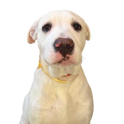 Oatmeal Marshmallow, Adoptable, Puppy Male Mastiff & Mixed Breed.