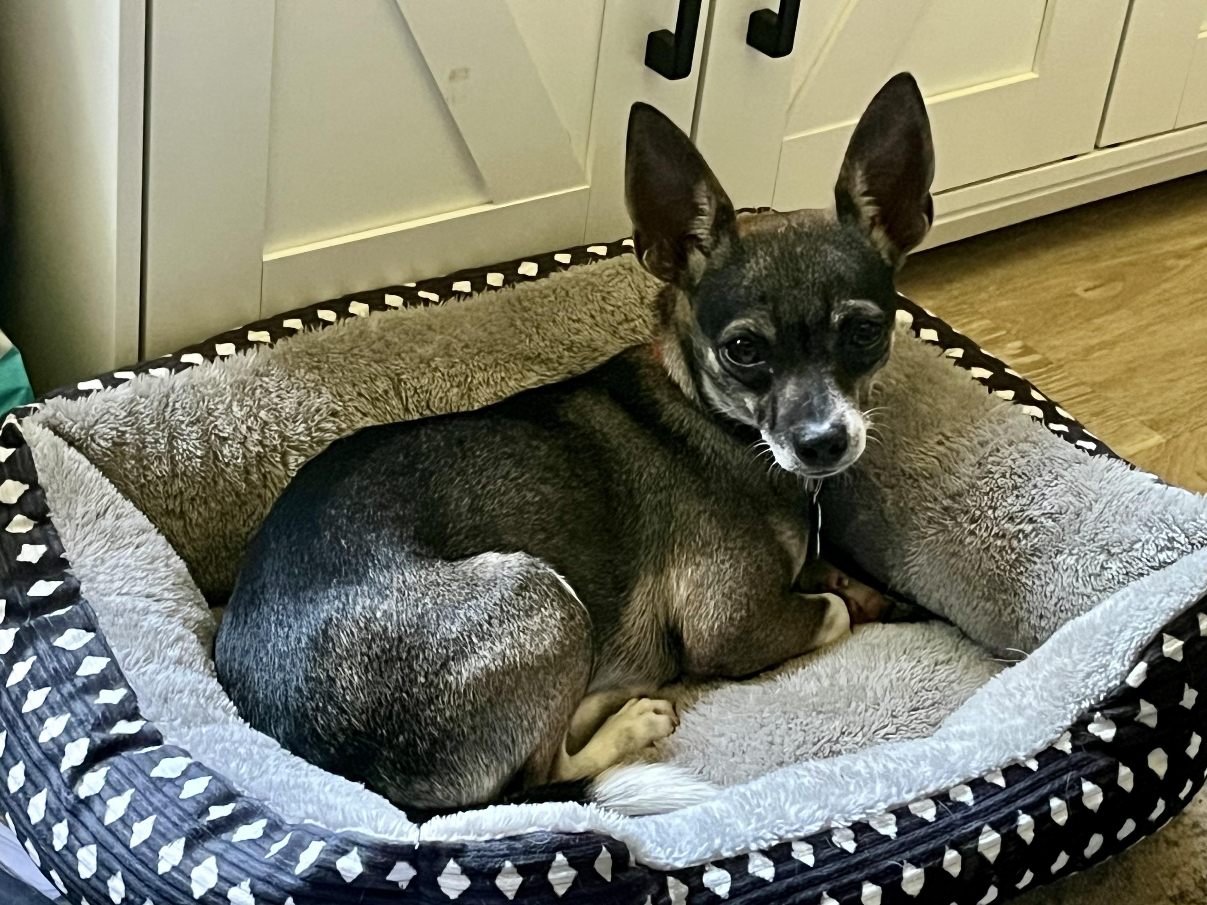Simone, an adopted mixed breed in Grosse Pointe Park, MI image 5/5