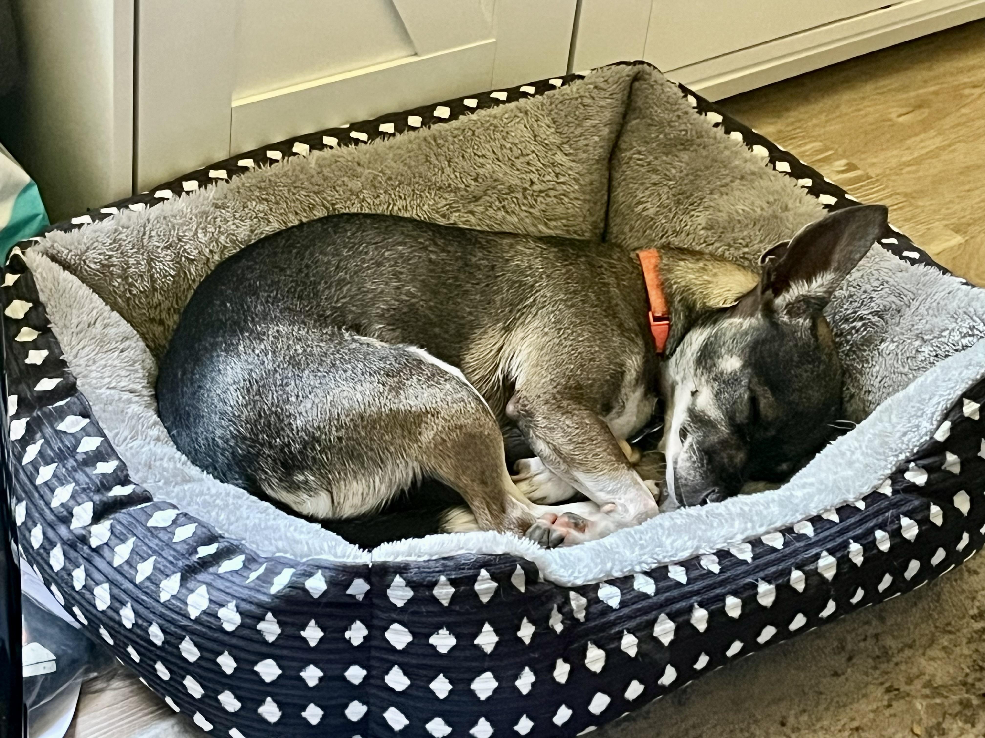 Simone, an adopted mixed breed in Grosse Pointe Park, MI image 4/5
