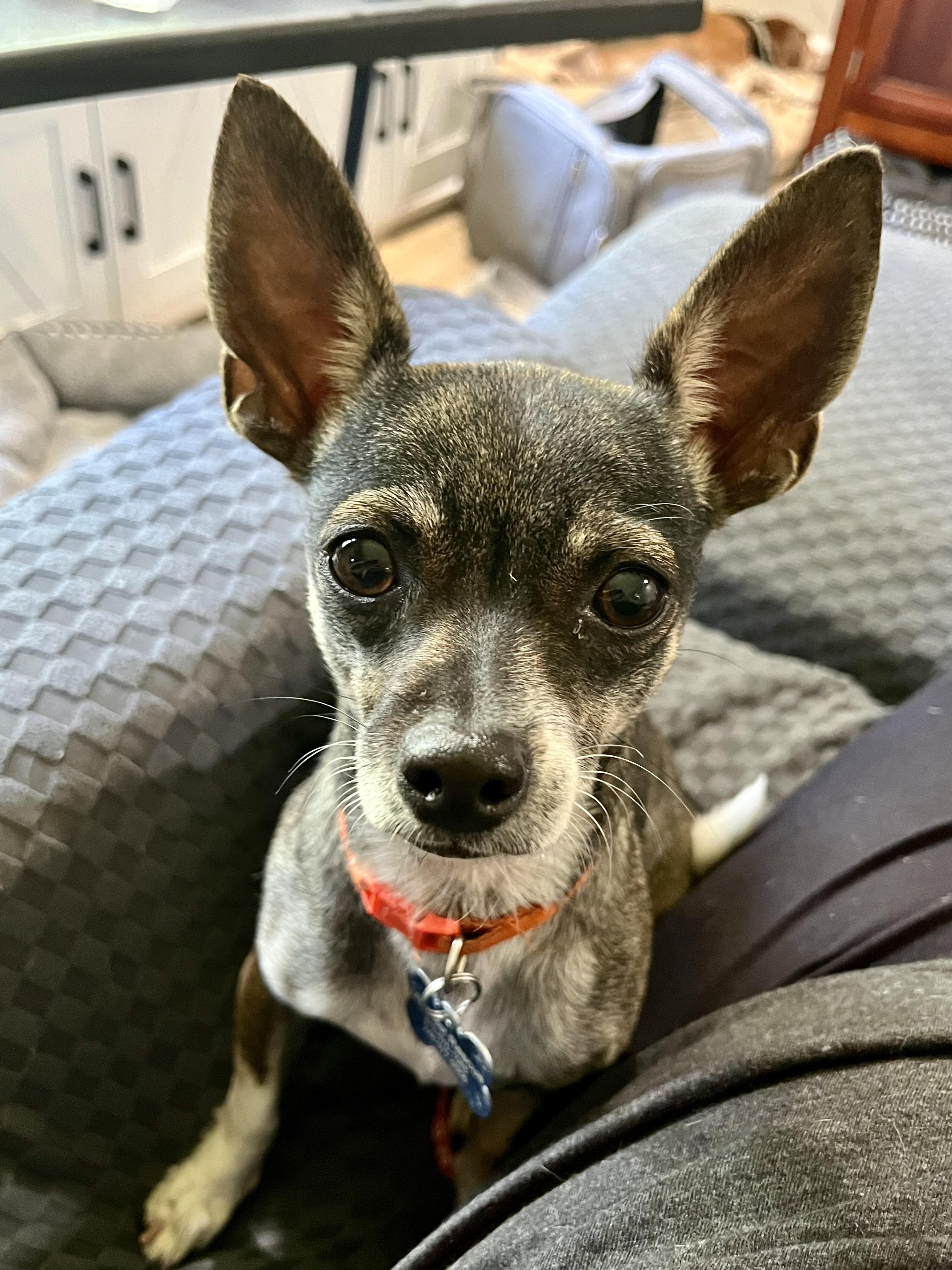 Simone, an adopted mixed breed in Grosse Pointe Park, MI image 1/5