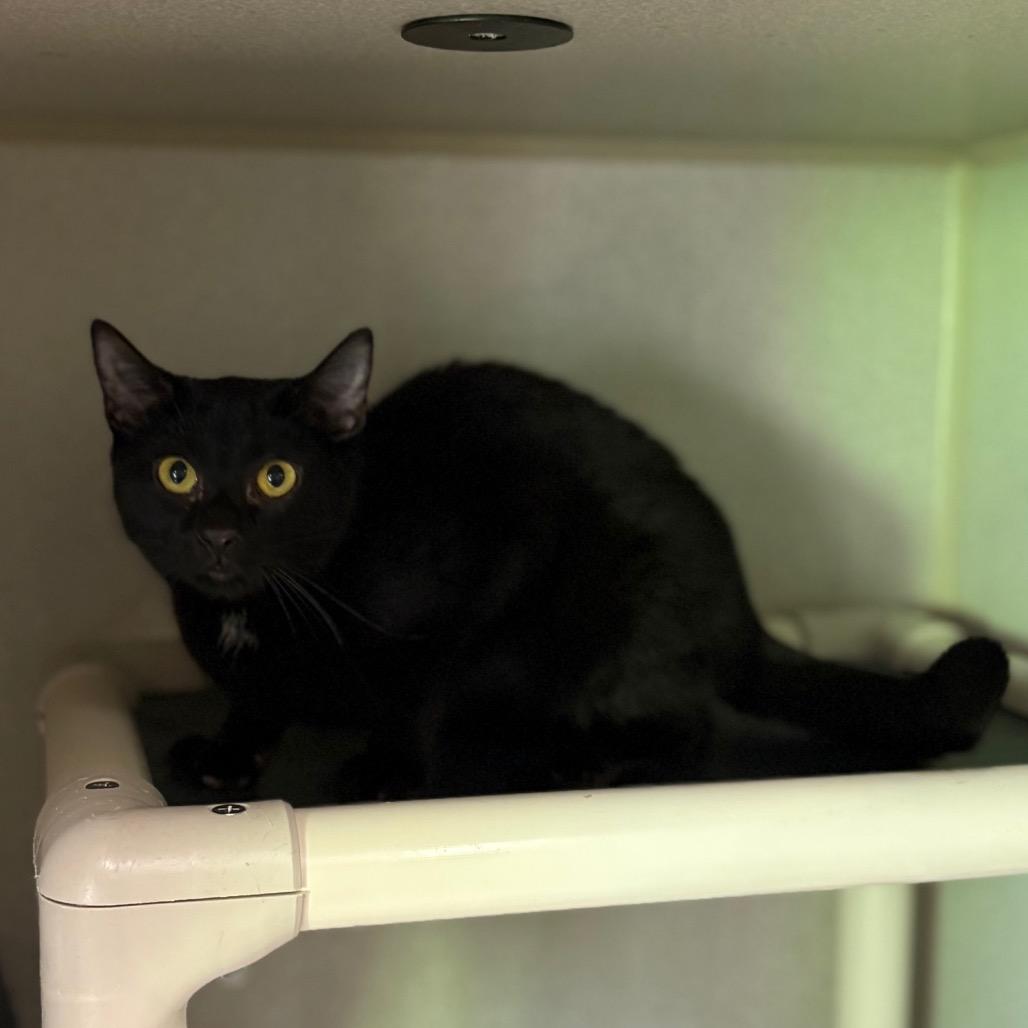 Remy, Adoptable, Young Male Domestic Short Hair.