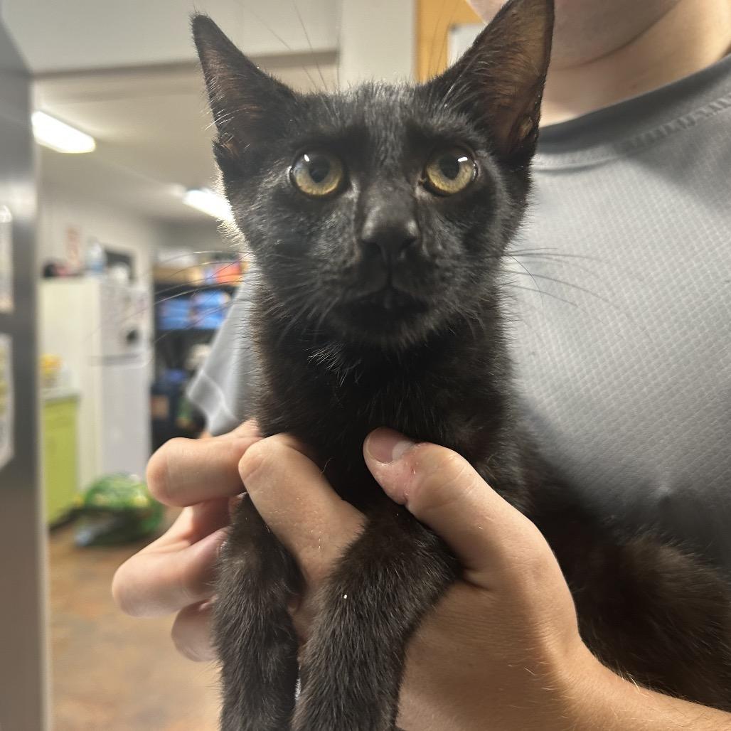 Enlarge Remy, a Adoptable Domestic Short Hair in Morganton, NC image 2/2