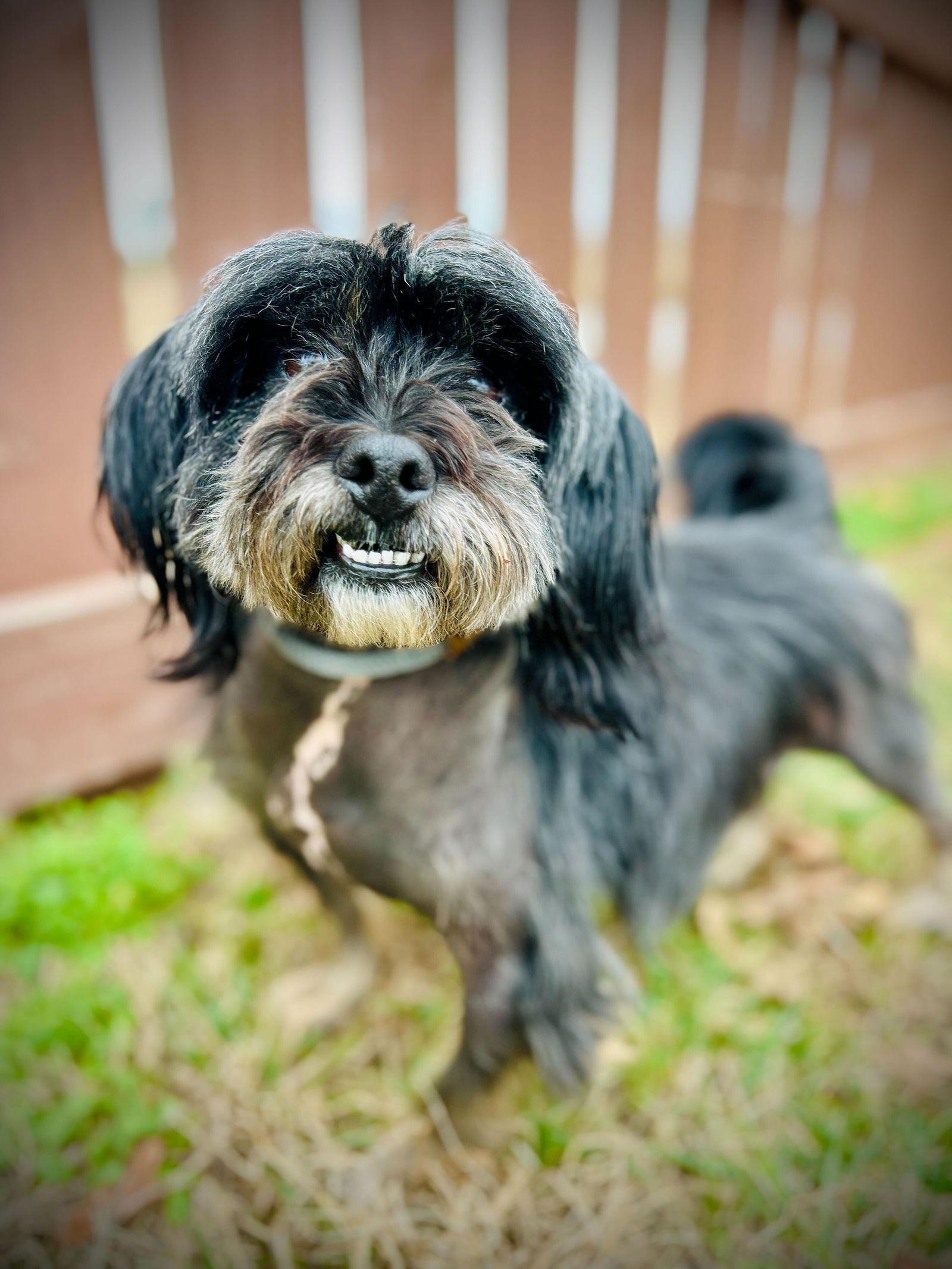 Bo Nov 25, Adoptable, Adult Male Terrier.