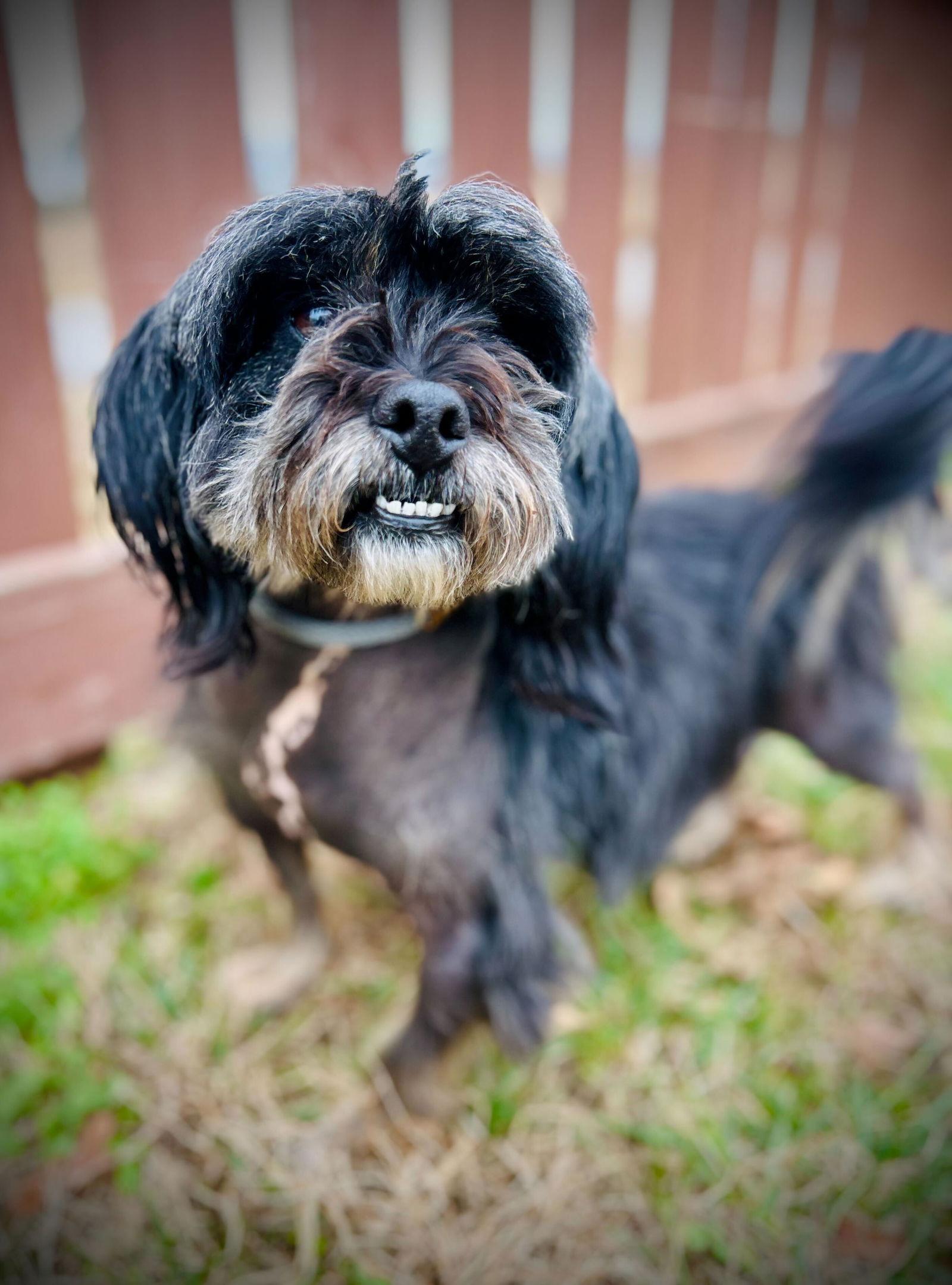 Enlarge Bo Nov 25, a Adoptable Terrier in Pacolet, SC image 2/3