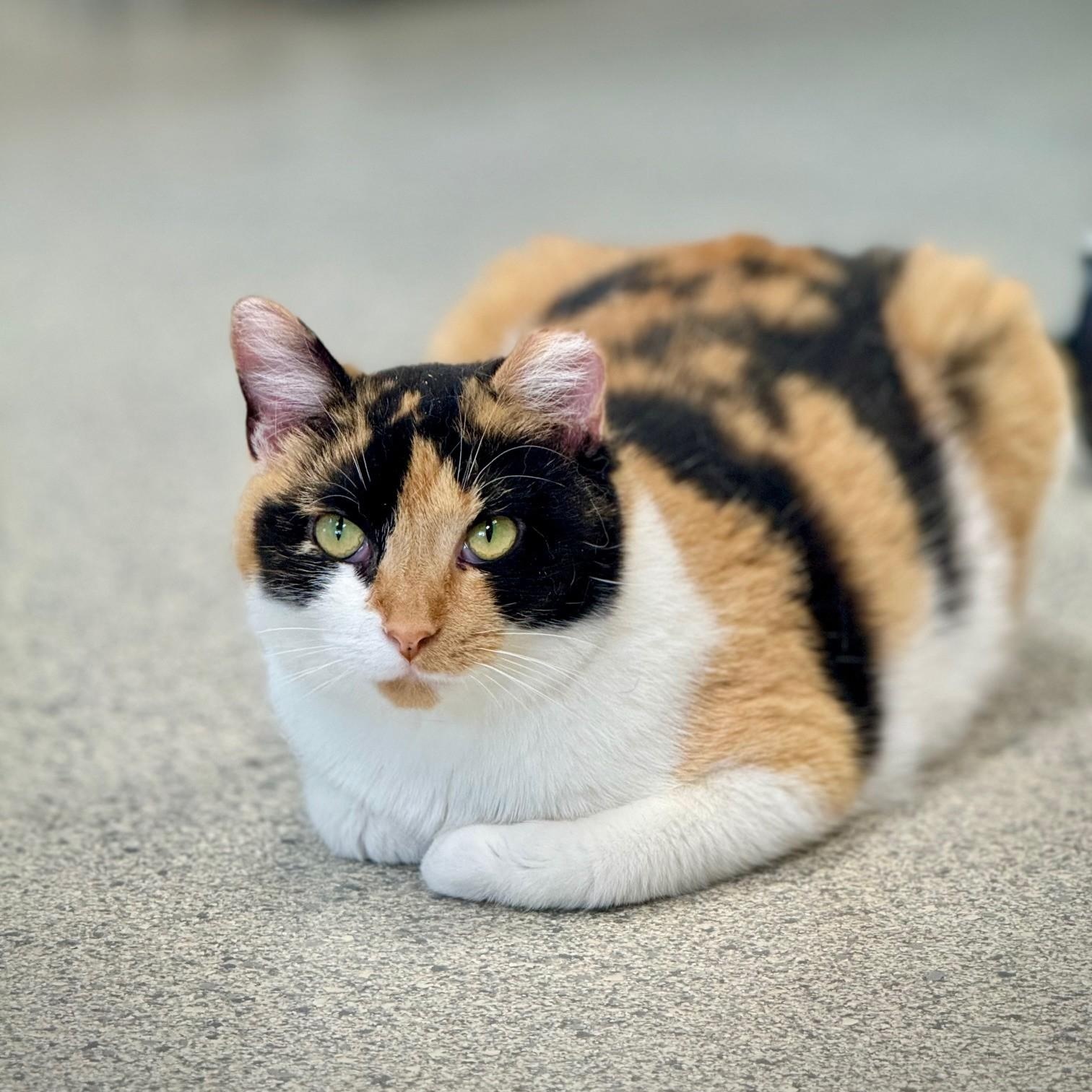 Enlarge Fuego, a Adoptable Domestic Short Hair in Benton Harbor, MI image 1/5