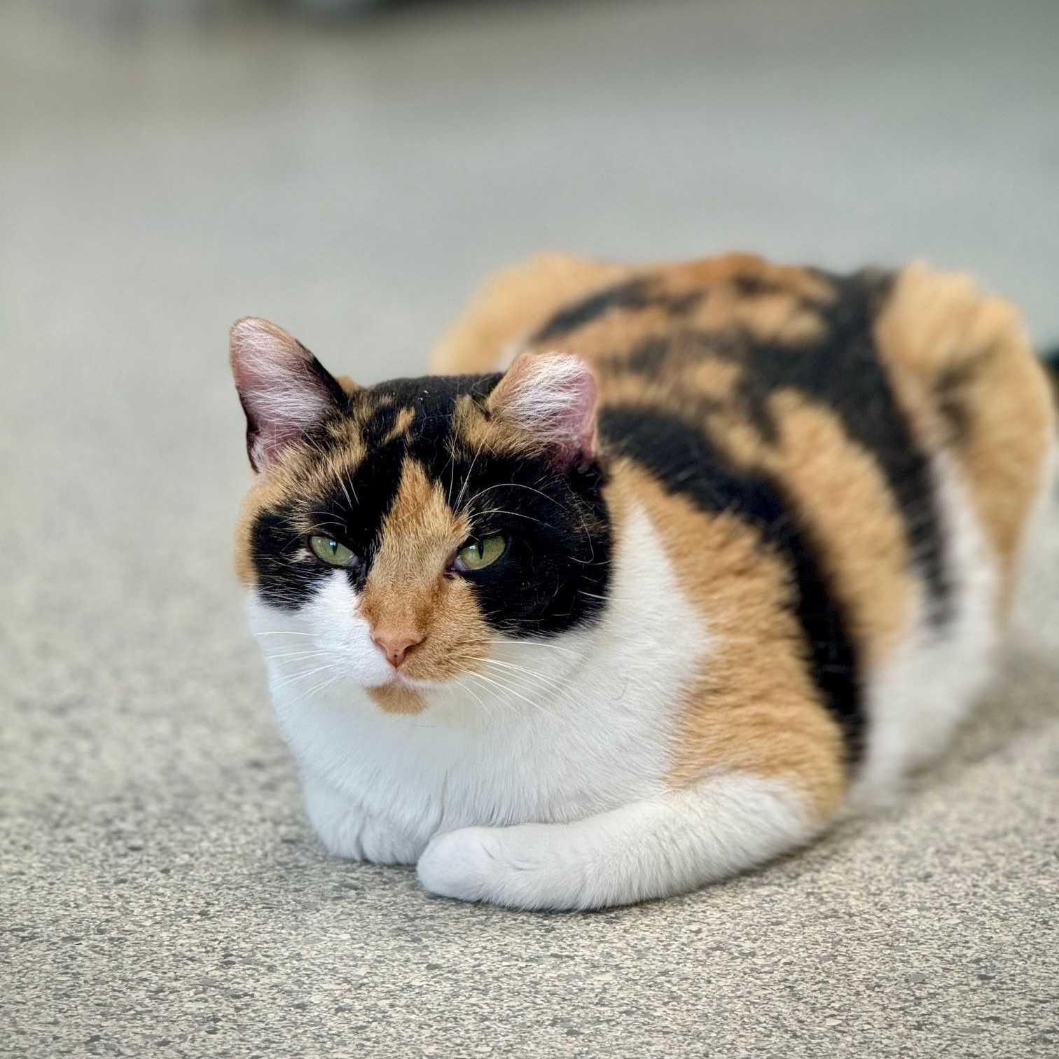 Enlarge Fuego, a Adoptable Domestic Short Hair in Benton Harbor, MI image 4/5