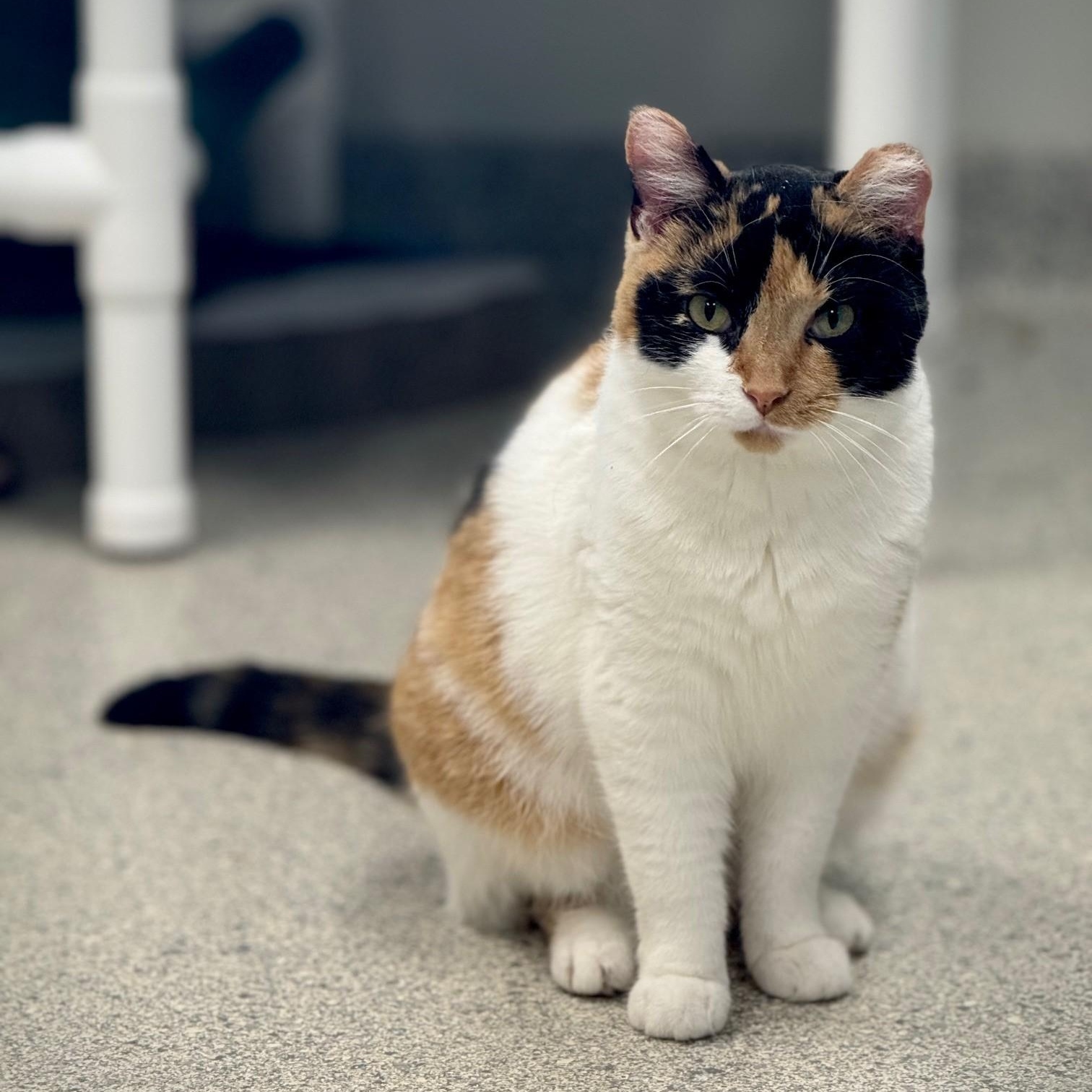 Enlarge Fuego, a Adoptable Domestic Short Hair in Benton Harbor, MI image 2/5