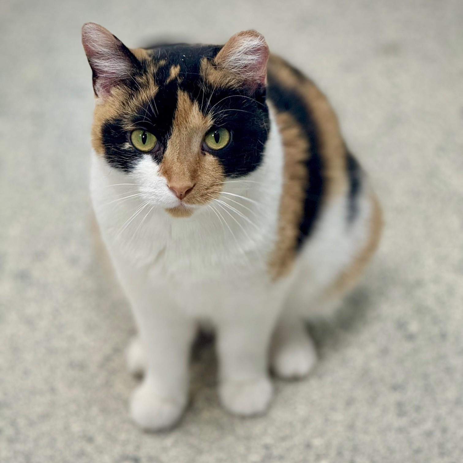 Enlarge Fuego, a Adoptable Domestic Short Hair in Benton Harbor, MI image 5/5