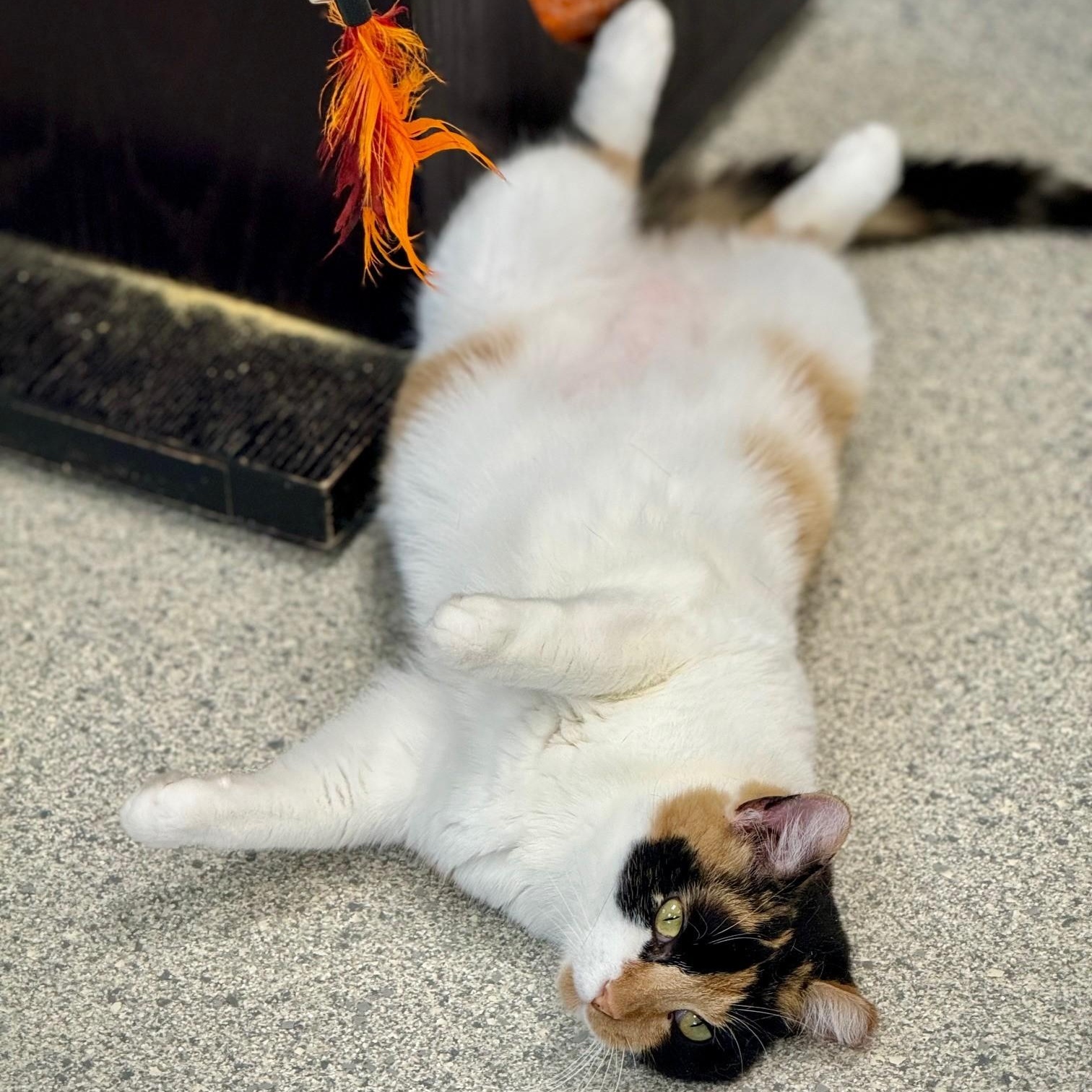 Enlarge Fuego, a Adoptable Domestic Short Hair in Benton Harbor, MI image 3/5