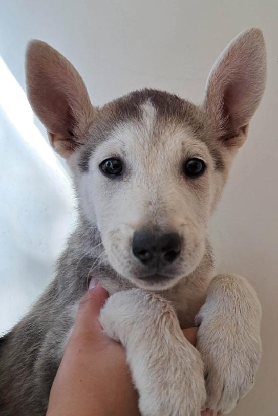 Enlarge Shepski female, a Adopted mixed breed in Agua Dulce, CA image 1/1