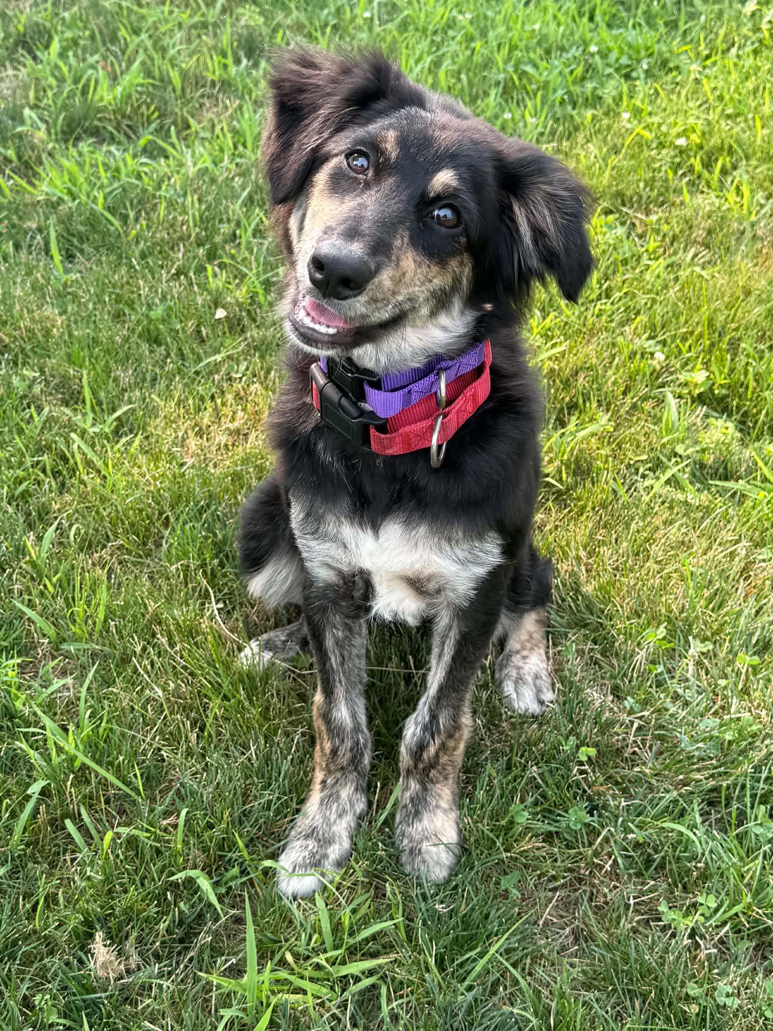 Izzie, an adopted mixed breed in Billerica, MA image 2/6