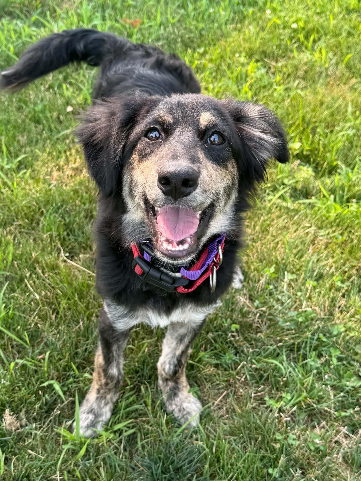 Izzie, an adopted mixed breed in Billerica, MA image 1/6