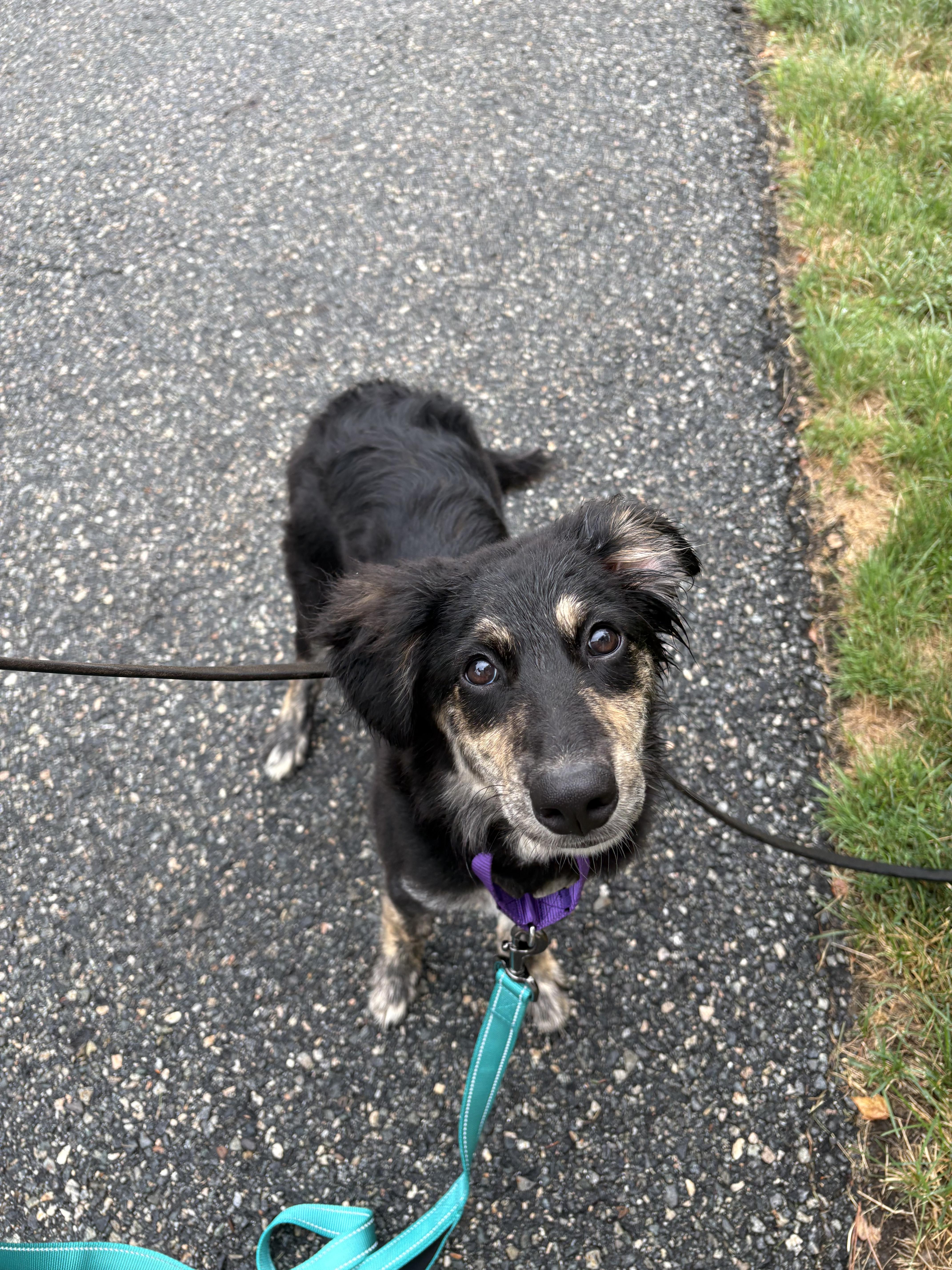Izzie, an adopted mixed breed in Billerica, MA image 3/6