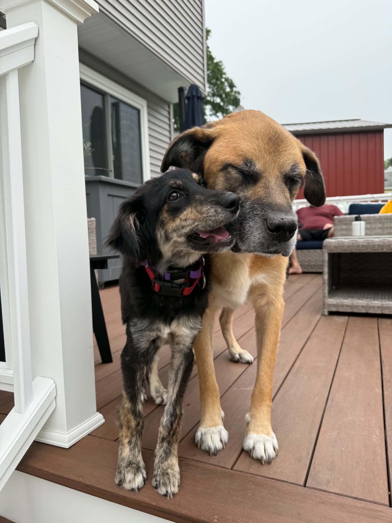 Izzie, an adopted mixed breed in Billerica, MA image 6/6