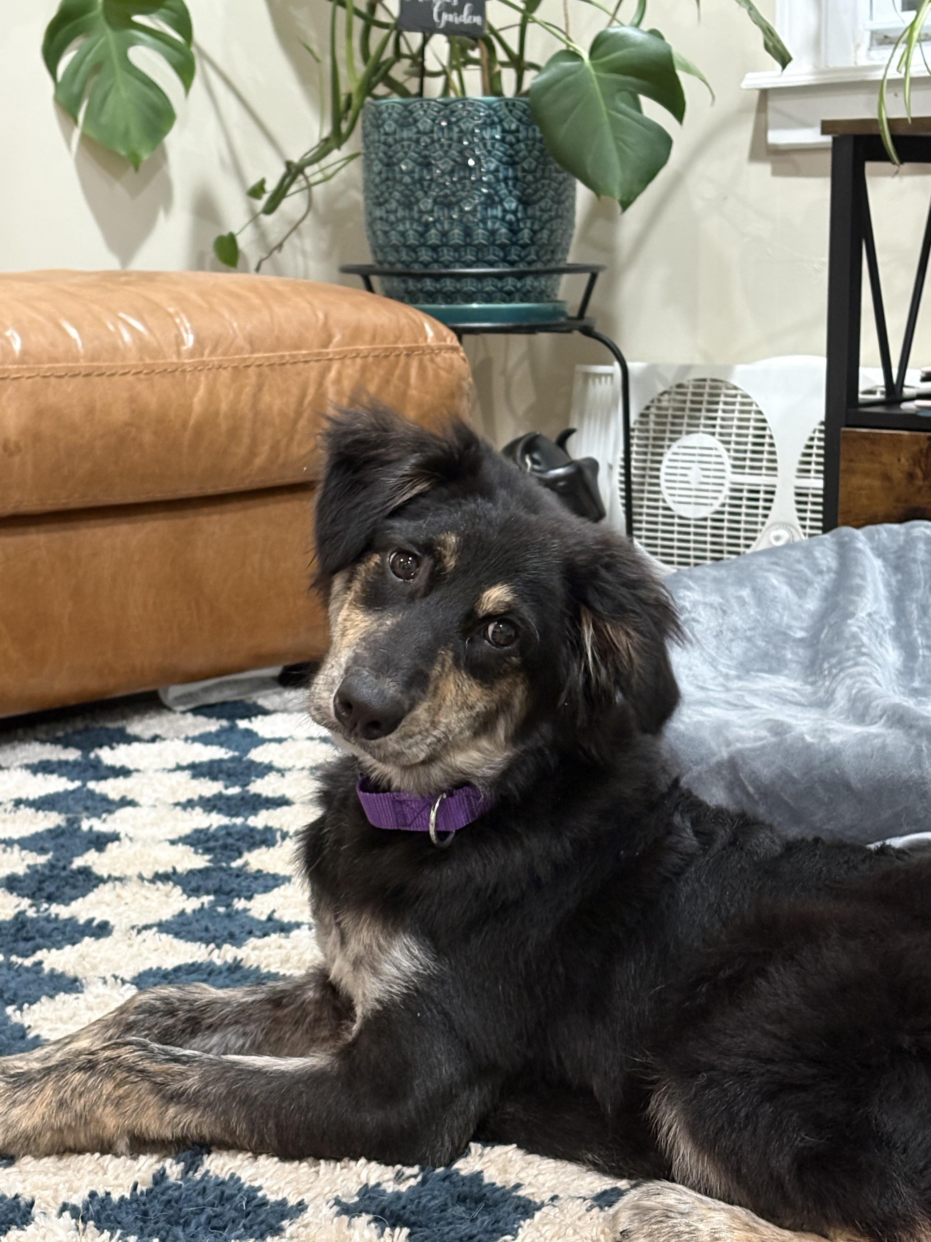 Izzie, an adopted mixed breed in Billerica, MA image 4/6