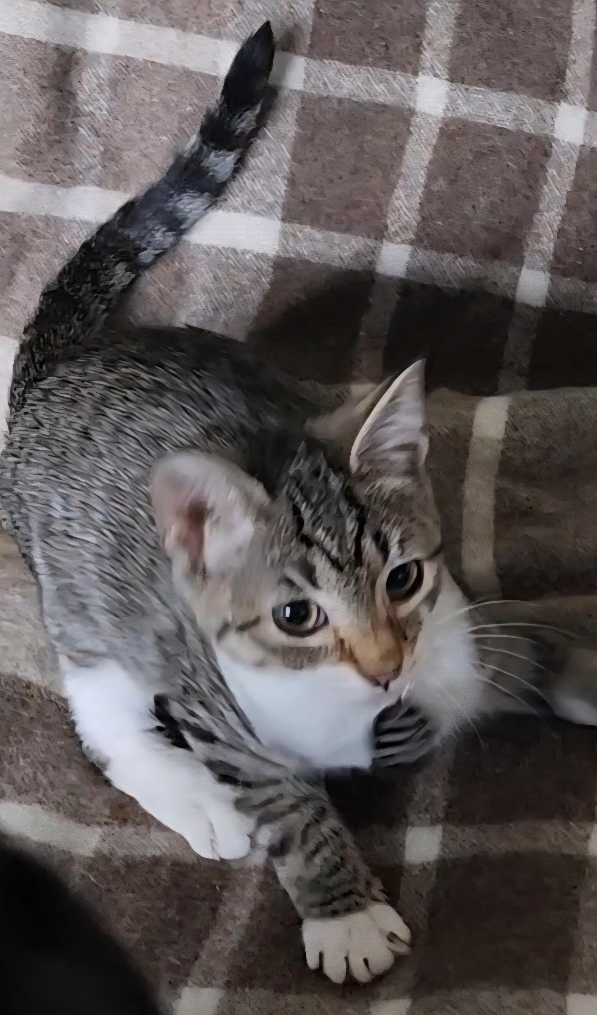 Hematite, an adoptable Domestic Short Hair in Pasco, WA, 99301 | Photo Image 3