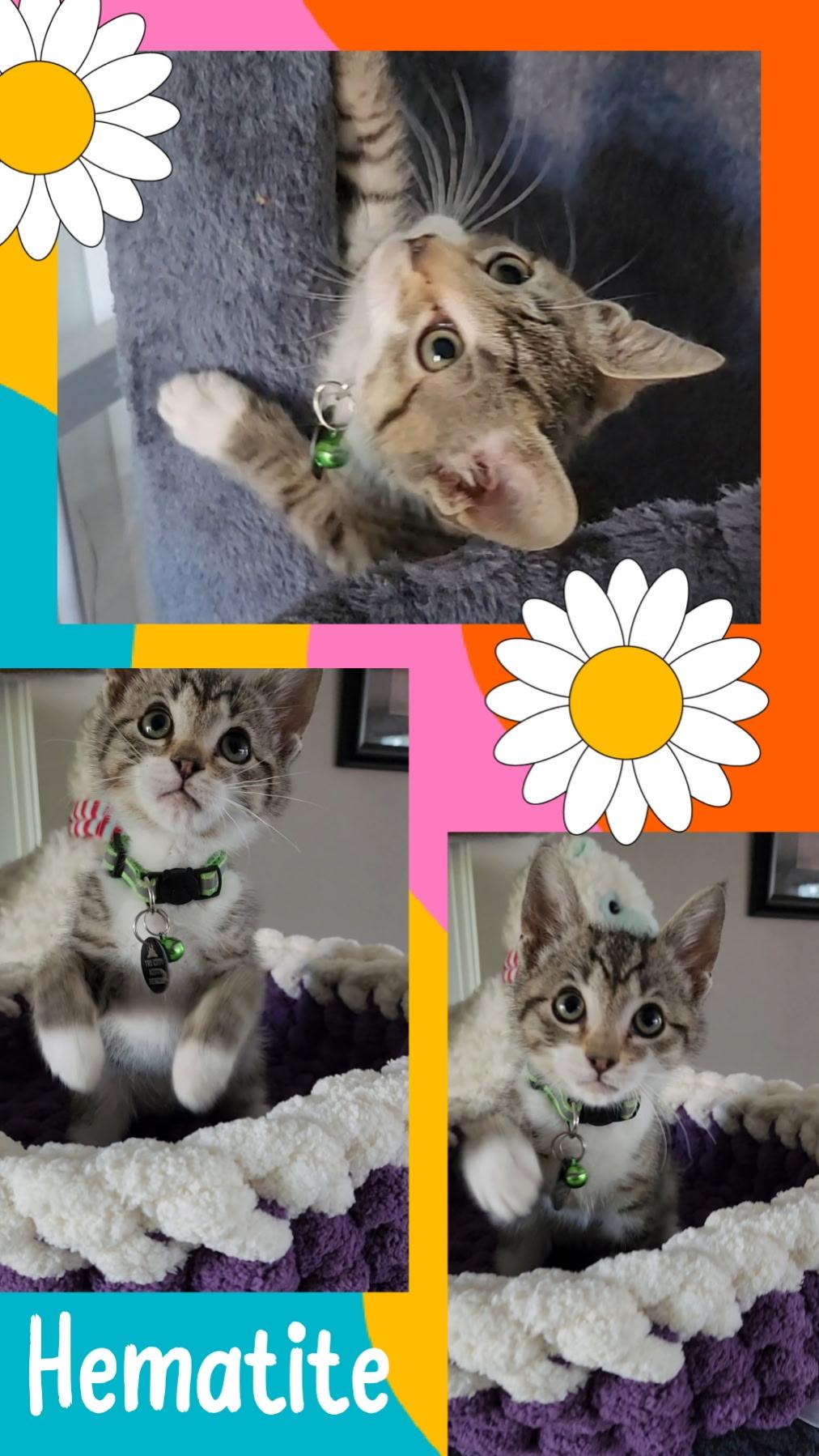 Hematite, Baby Male Domestic Short Hair
