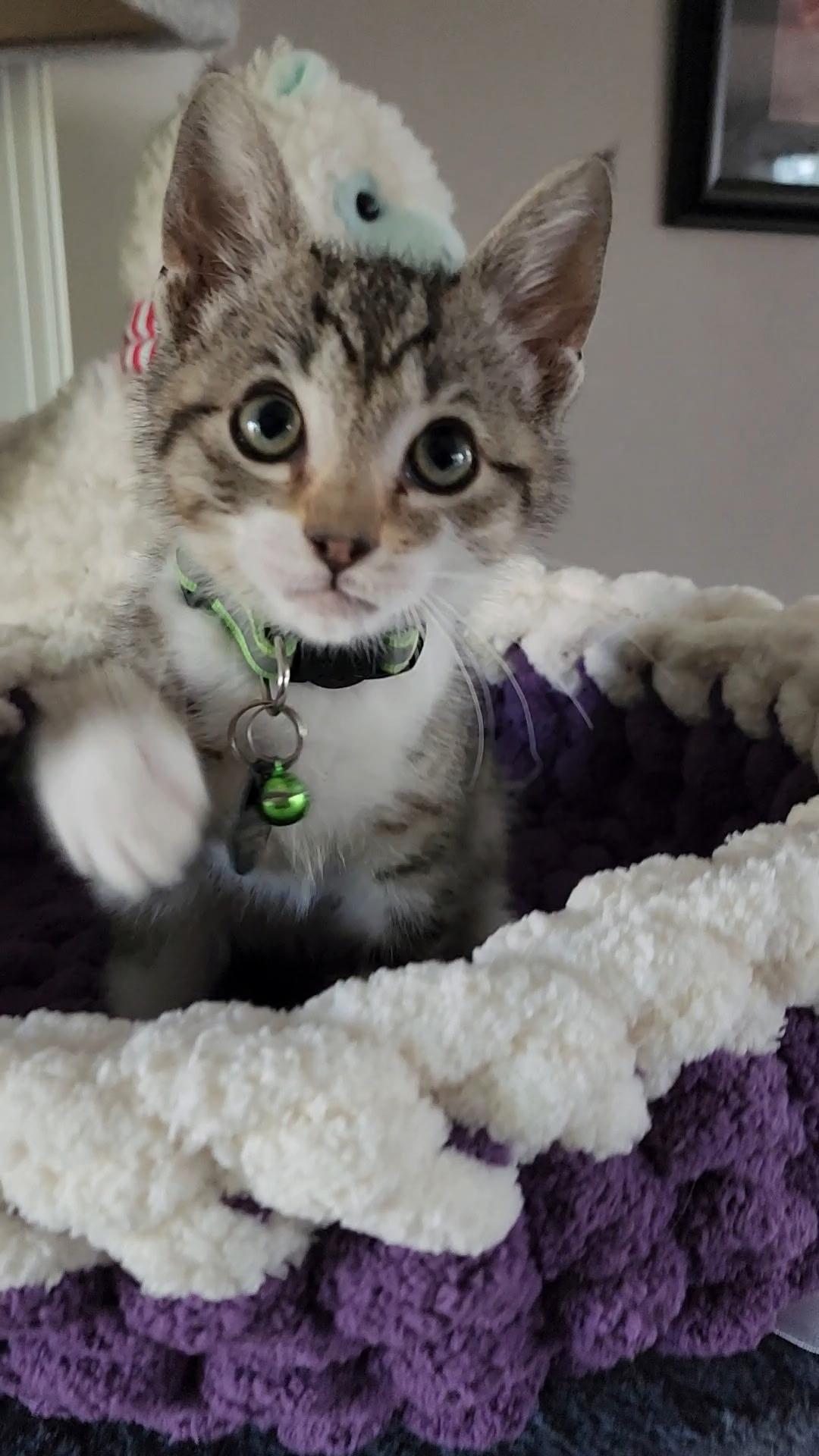 Hematite, an adoptable Domestic Short Hair in Pasco, WA, 99301 | Photo Image 1