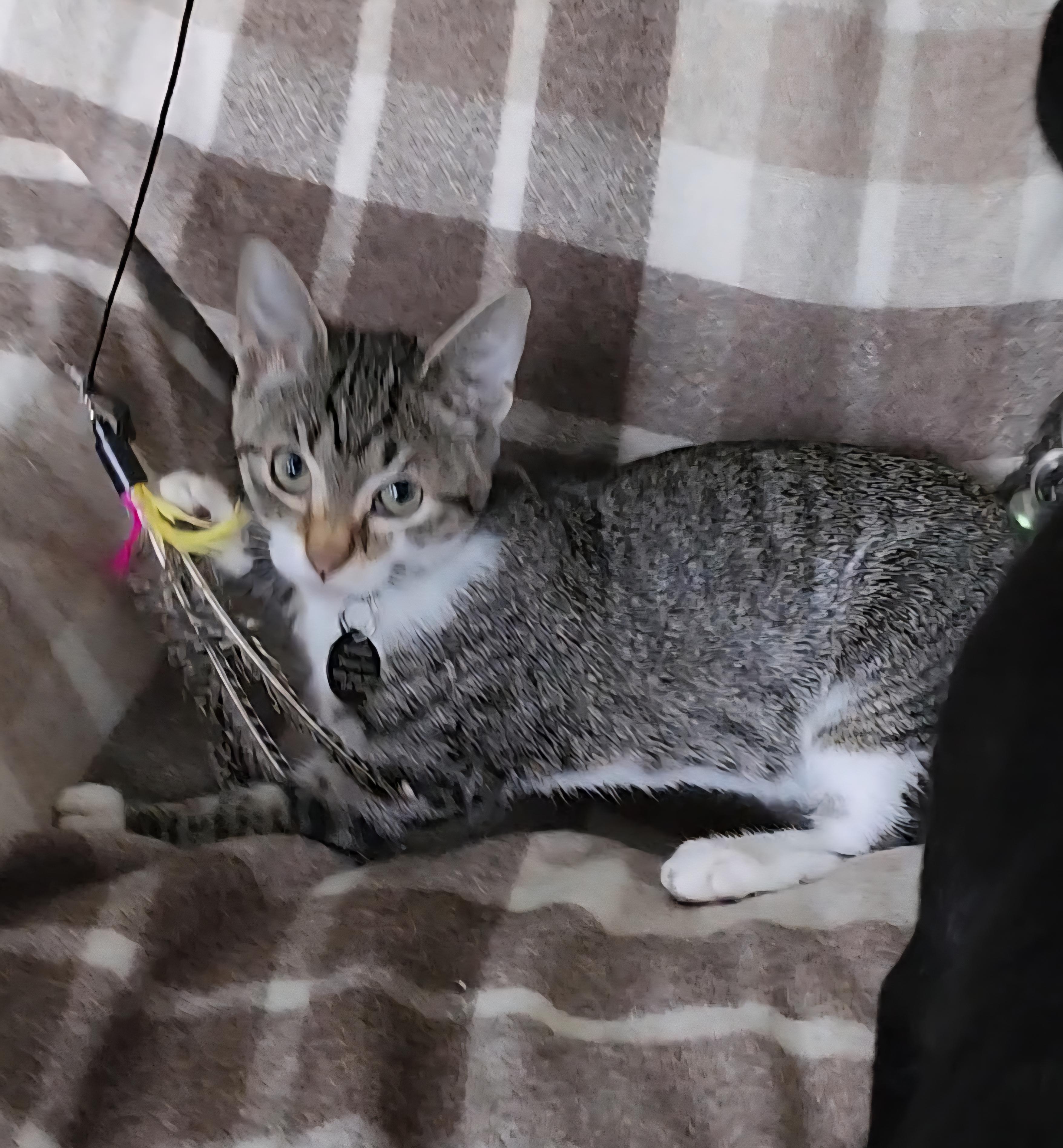 Hematite, an adoptable Domestic Short Hair in Pasco, WA, 99301 | Photo Image 4