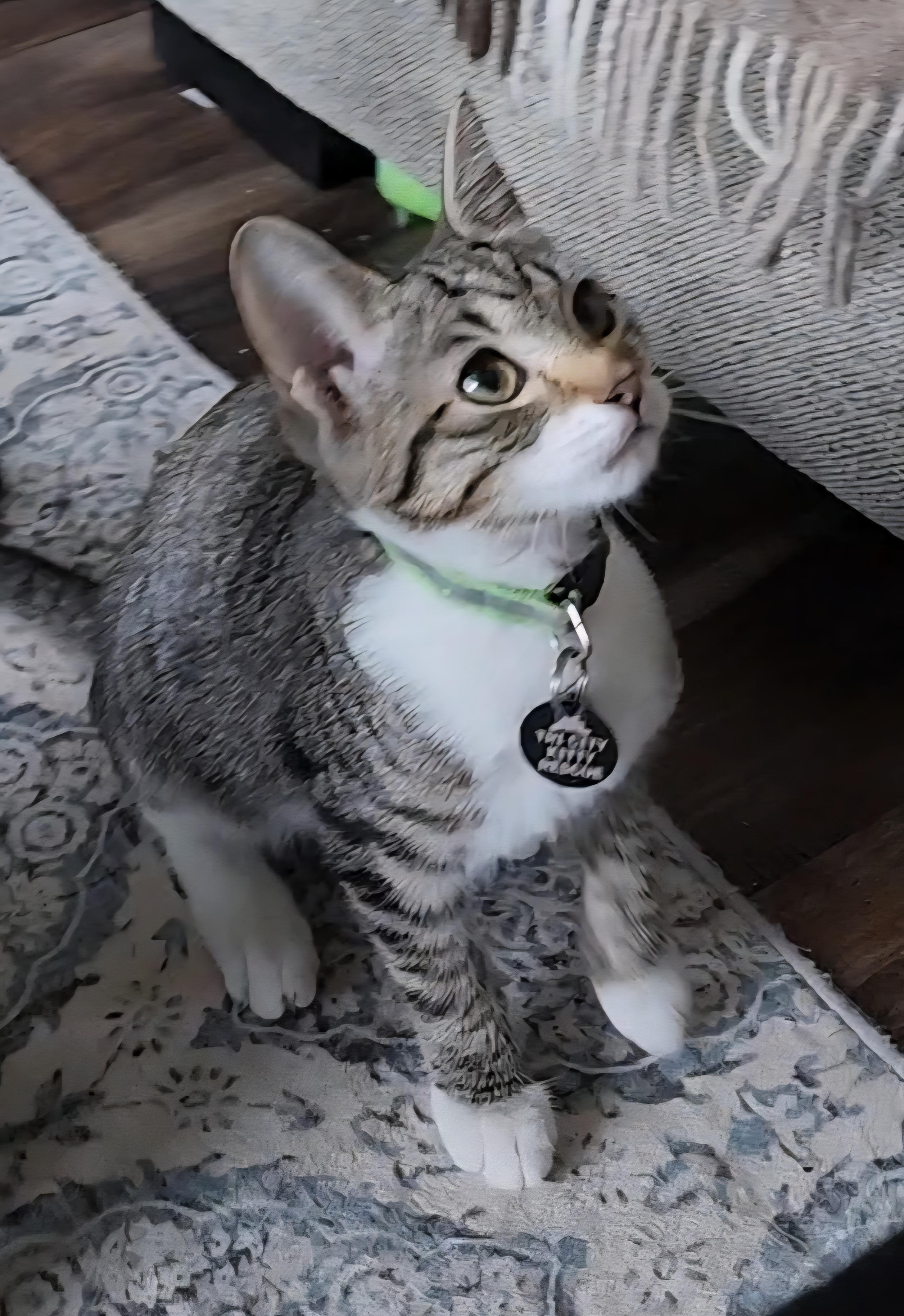 Hematite, an adoptable Domestic Short Hair in Pasco, WA, 99301 | Photo Image 1