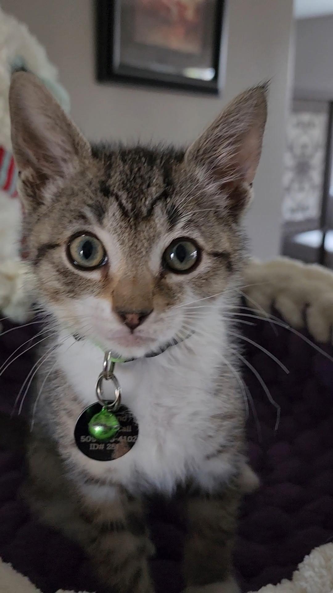 Hematite, an adoptable Domestic Short Hair in Pasco, WA, 99301 | Photo Image 2