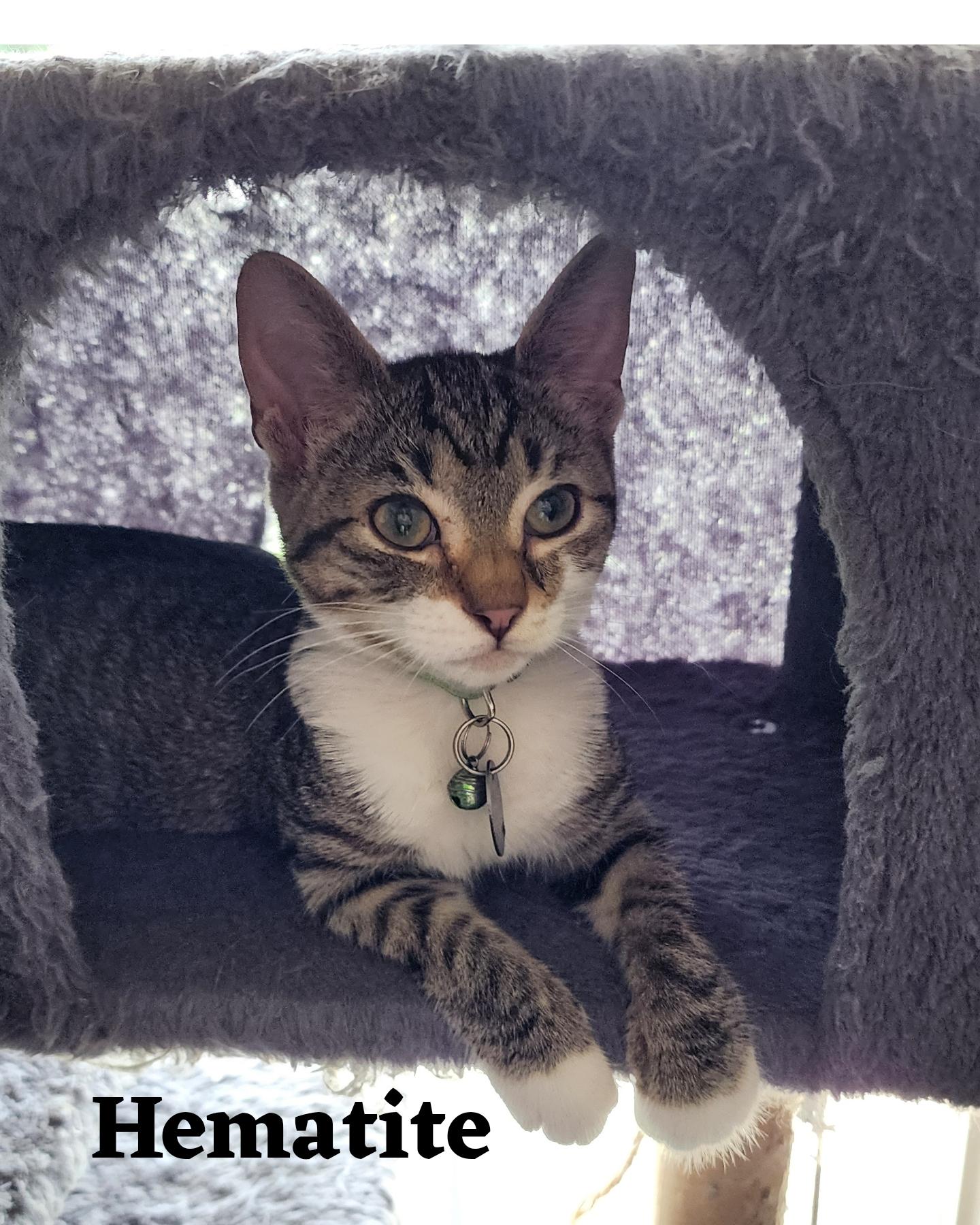 Hematite, an adoptable Domestic Short Hair in Pasco, WA, 99301 | Photo Image 6