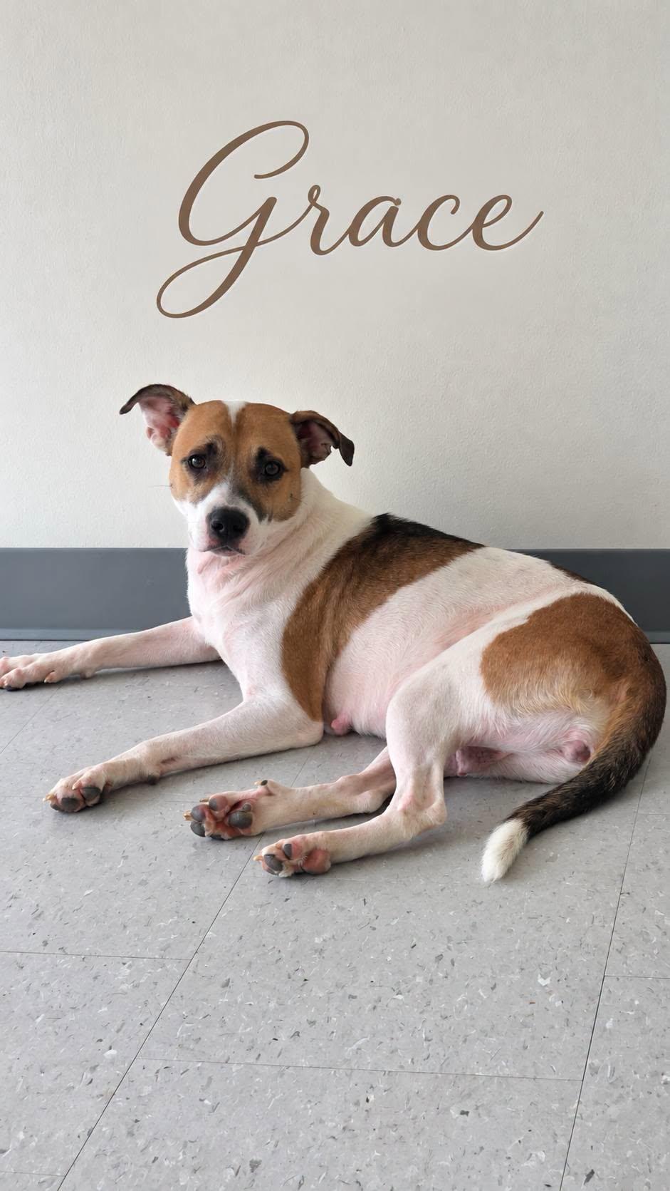Enlarge Grace, a Adoptable mixed breed in church point, LA image 1/1