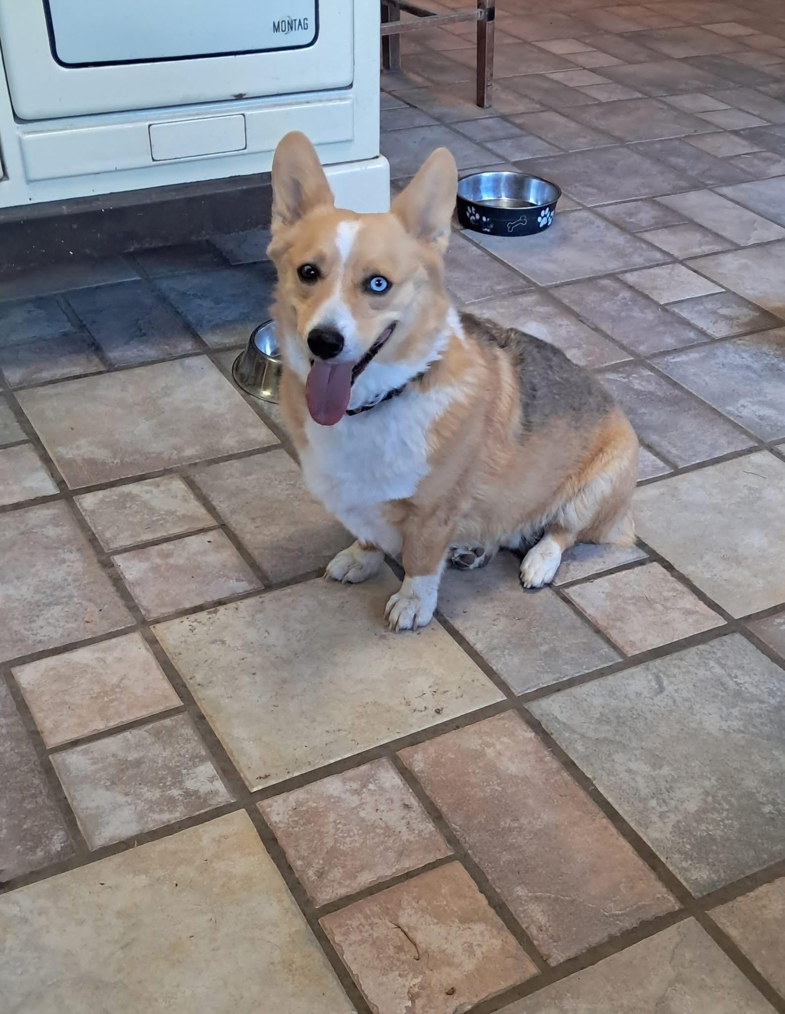 Tucker, an adoptable Corgi in Lakeview, OR, 97630 | Photo Image 1