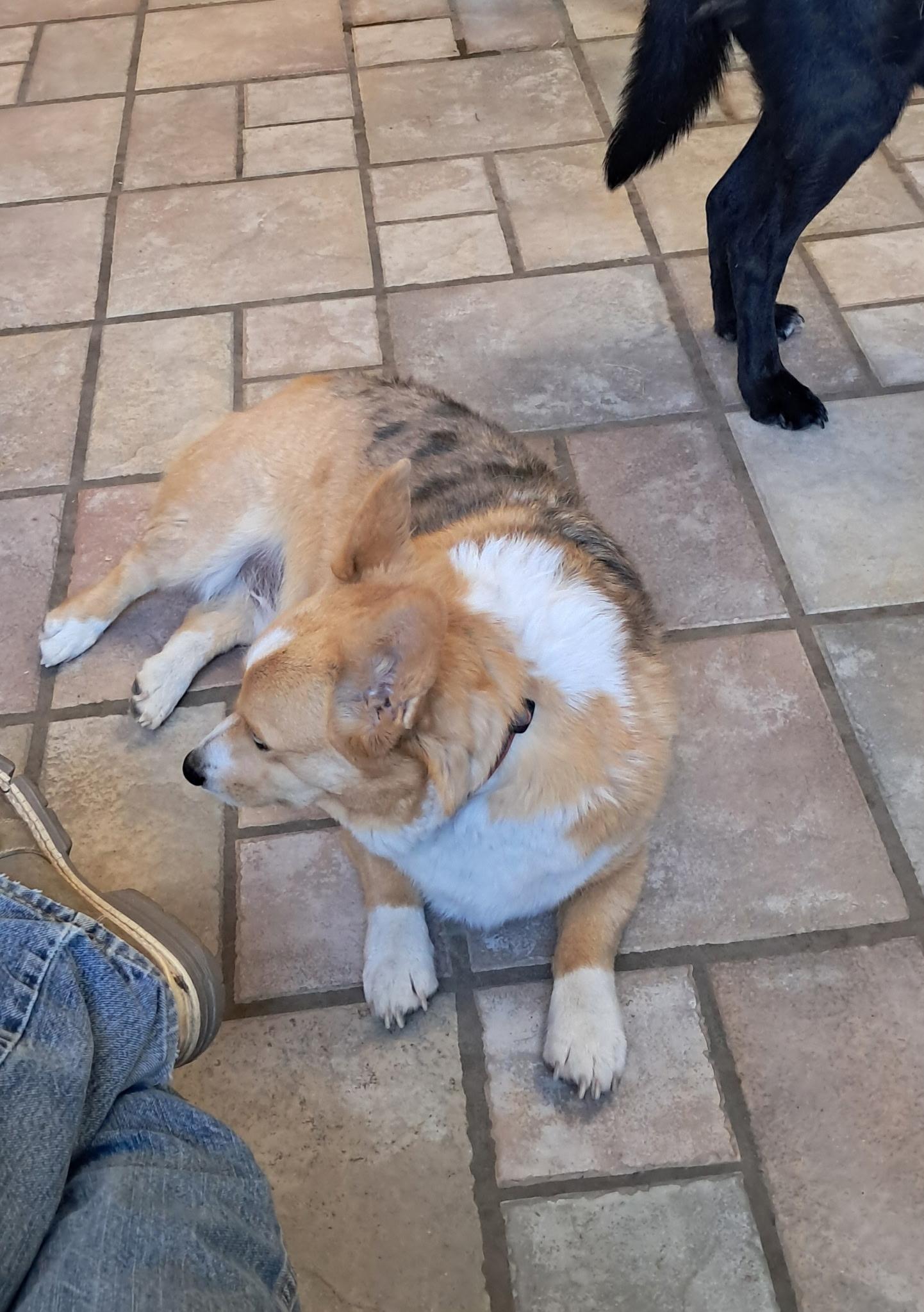 Tucker, an adoptable Corgi in Lakeview, OR, 97630 | Photo Image 6