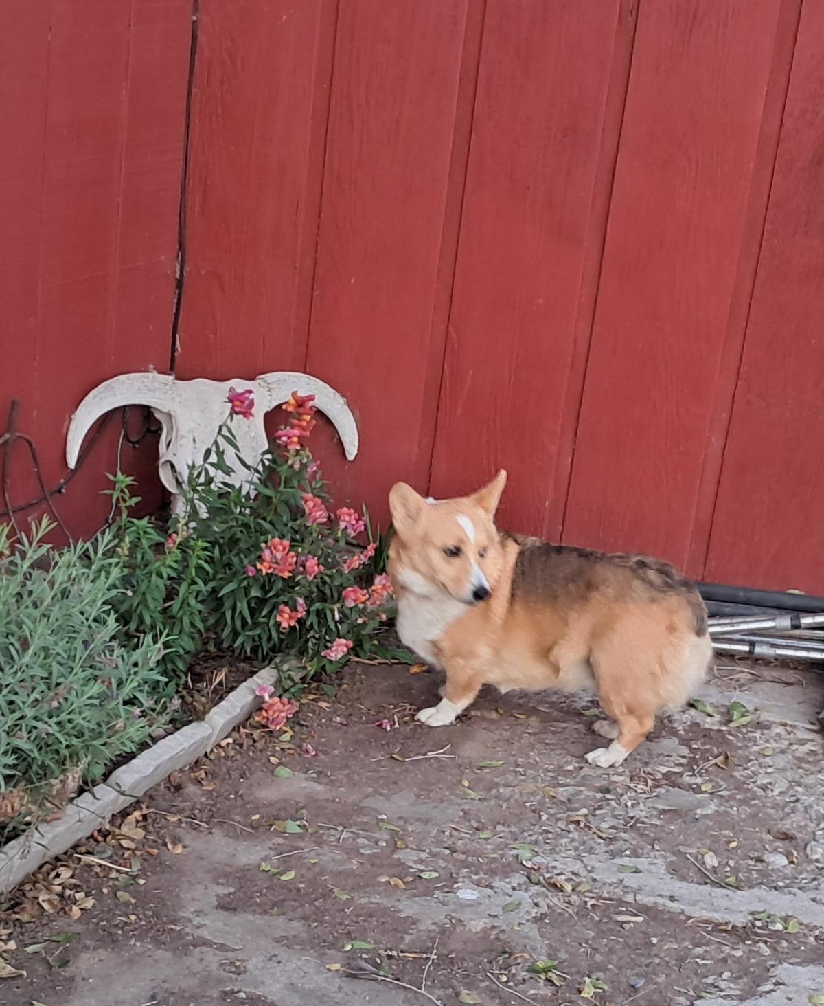 Tucker, an adoptable Corgi in Lakeview, OR, 97630 | Photo Image 4