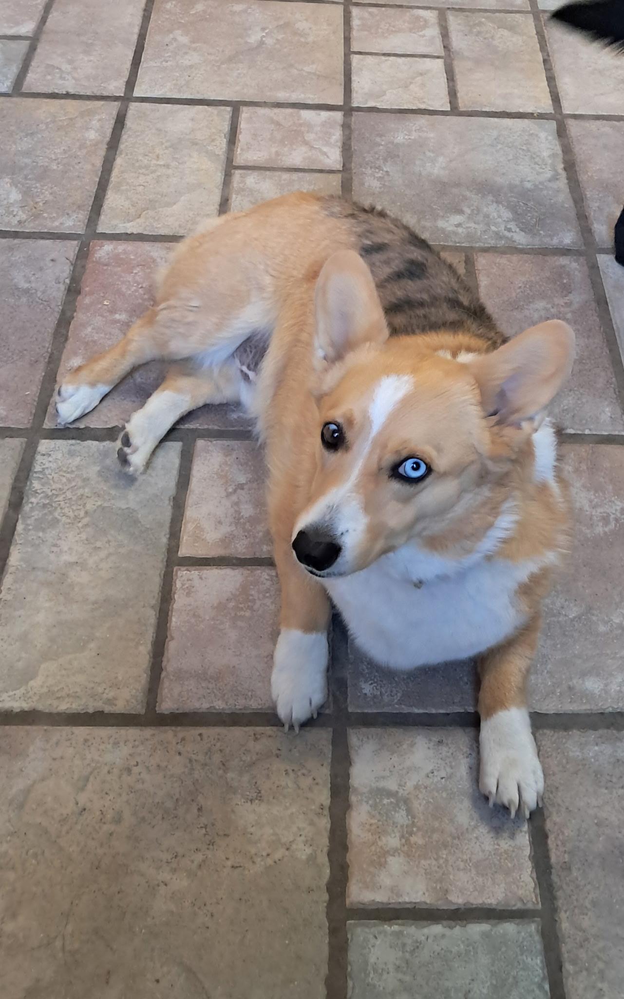 Tucker, an adoptable Corgi in Lakeview, OR, 97630 | Photo Image 3