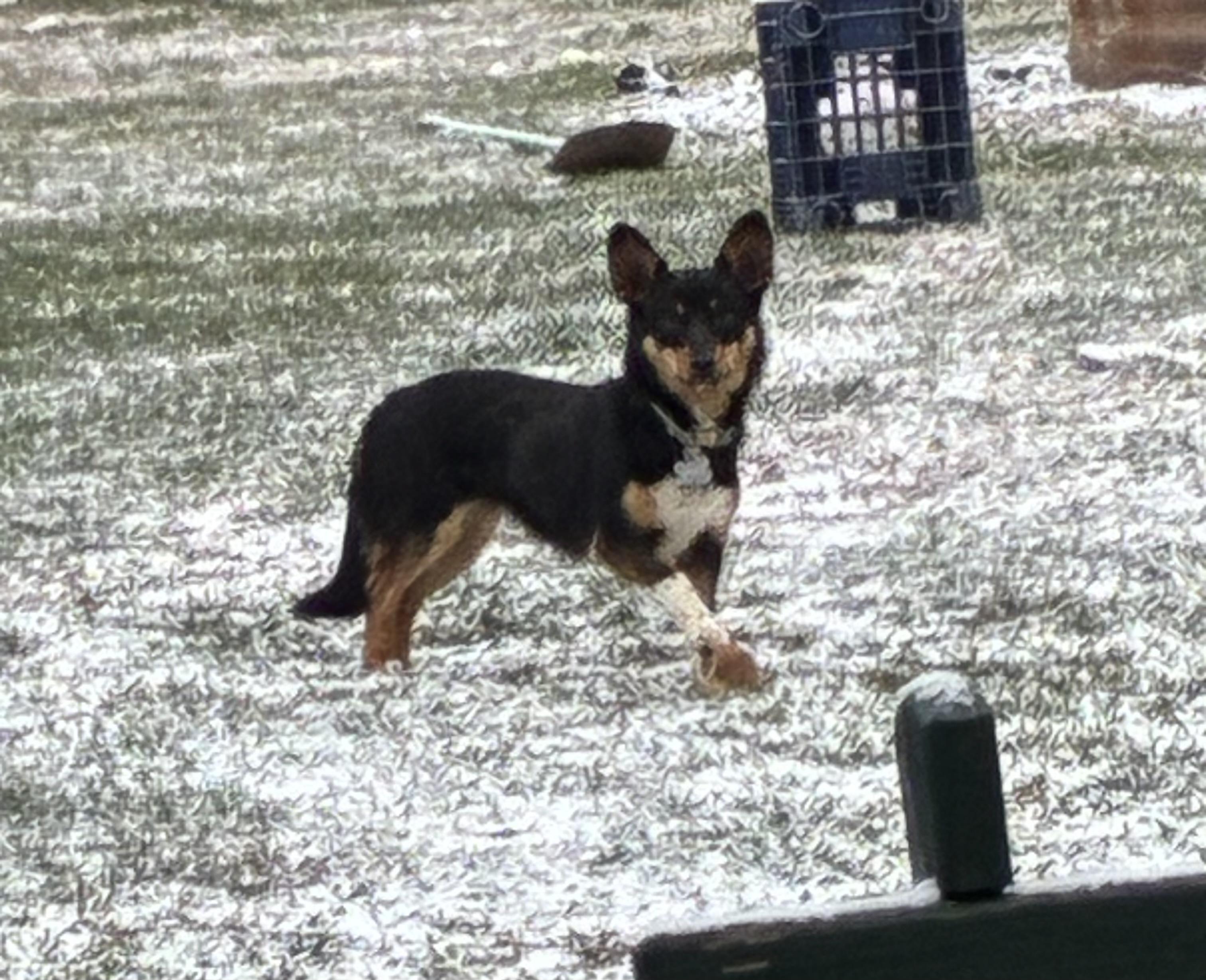 Tessa, ADOPTABLE, Puppy Female Corgi.