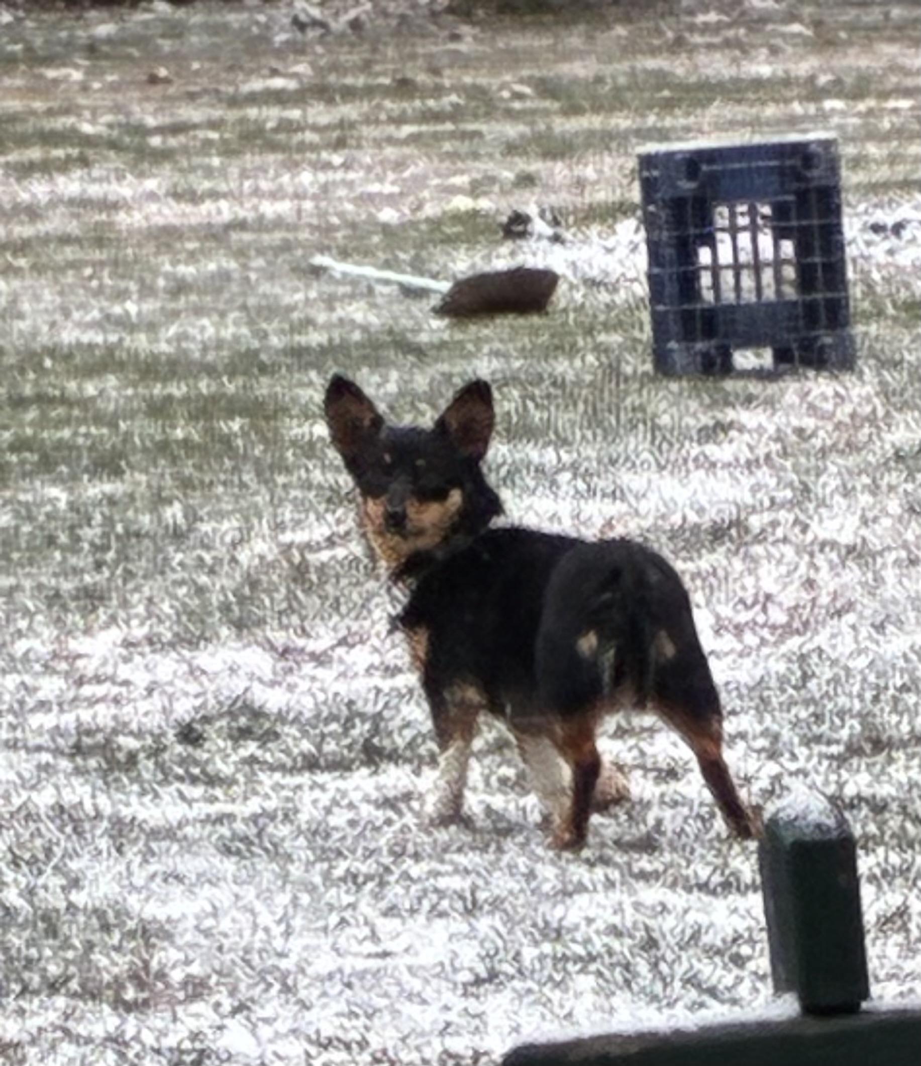 Enlarge Tessa, a ADOPTABLE Corgi in Lincoln University, PA image 2/2