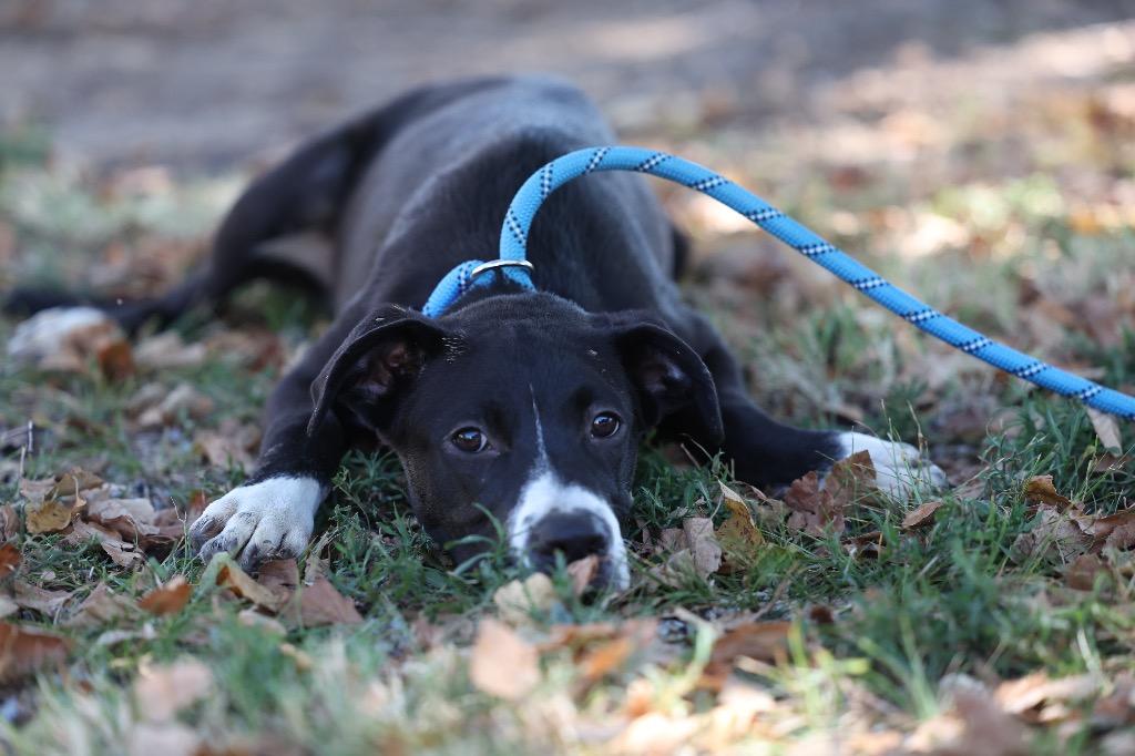 Enlarge Colt, a Adoptable mixed breed in Dyersburg, TN image 2/3